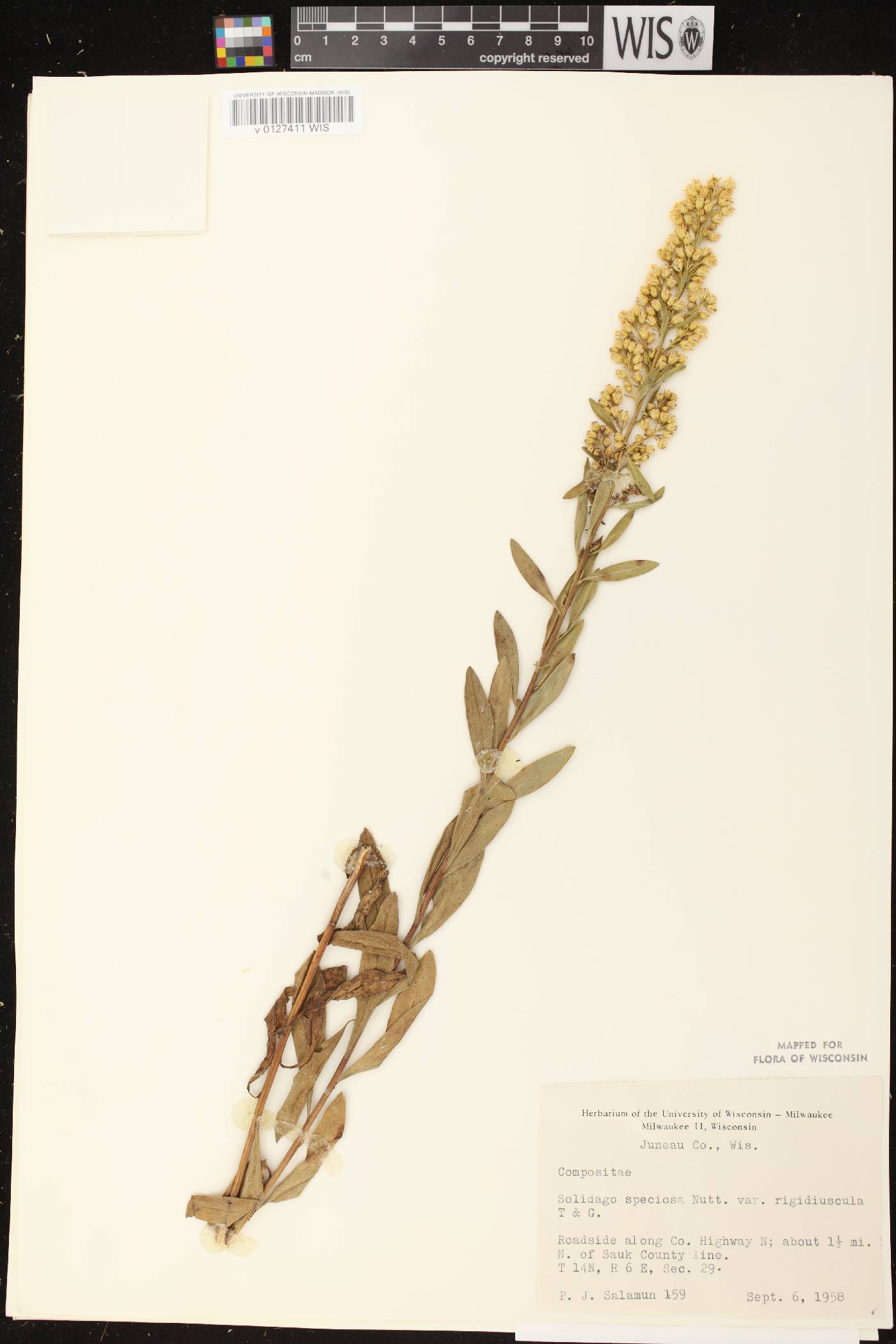 Solidago speciosa subsp. speciosa var. rigidiuscula image