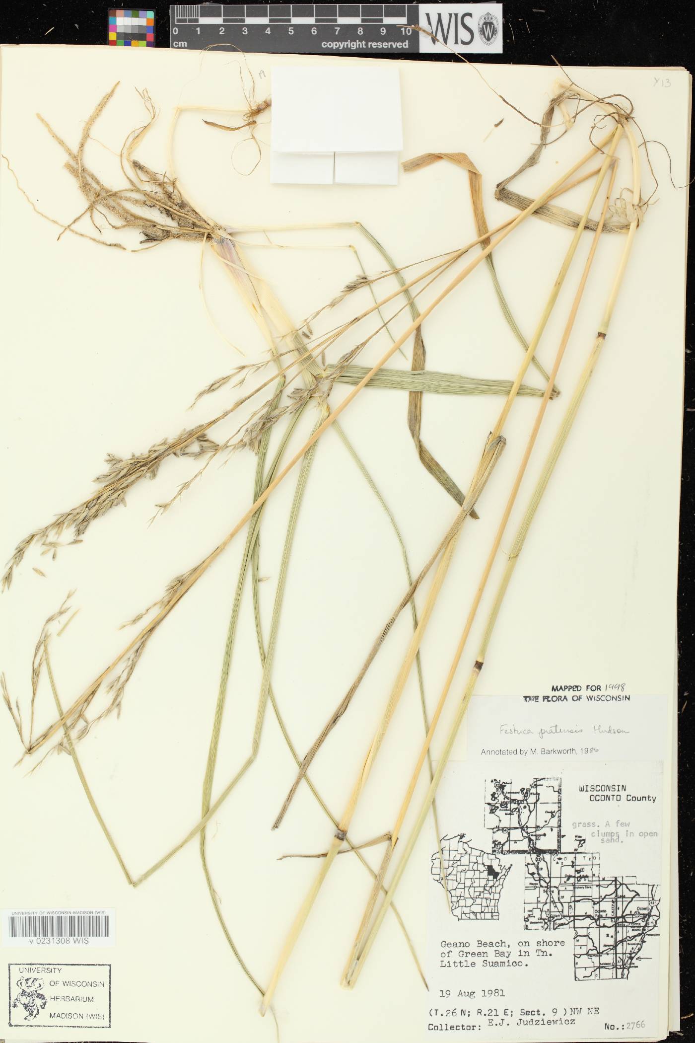 Lolium pratense image