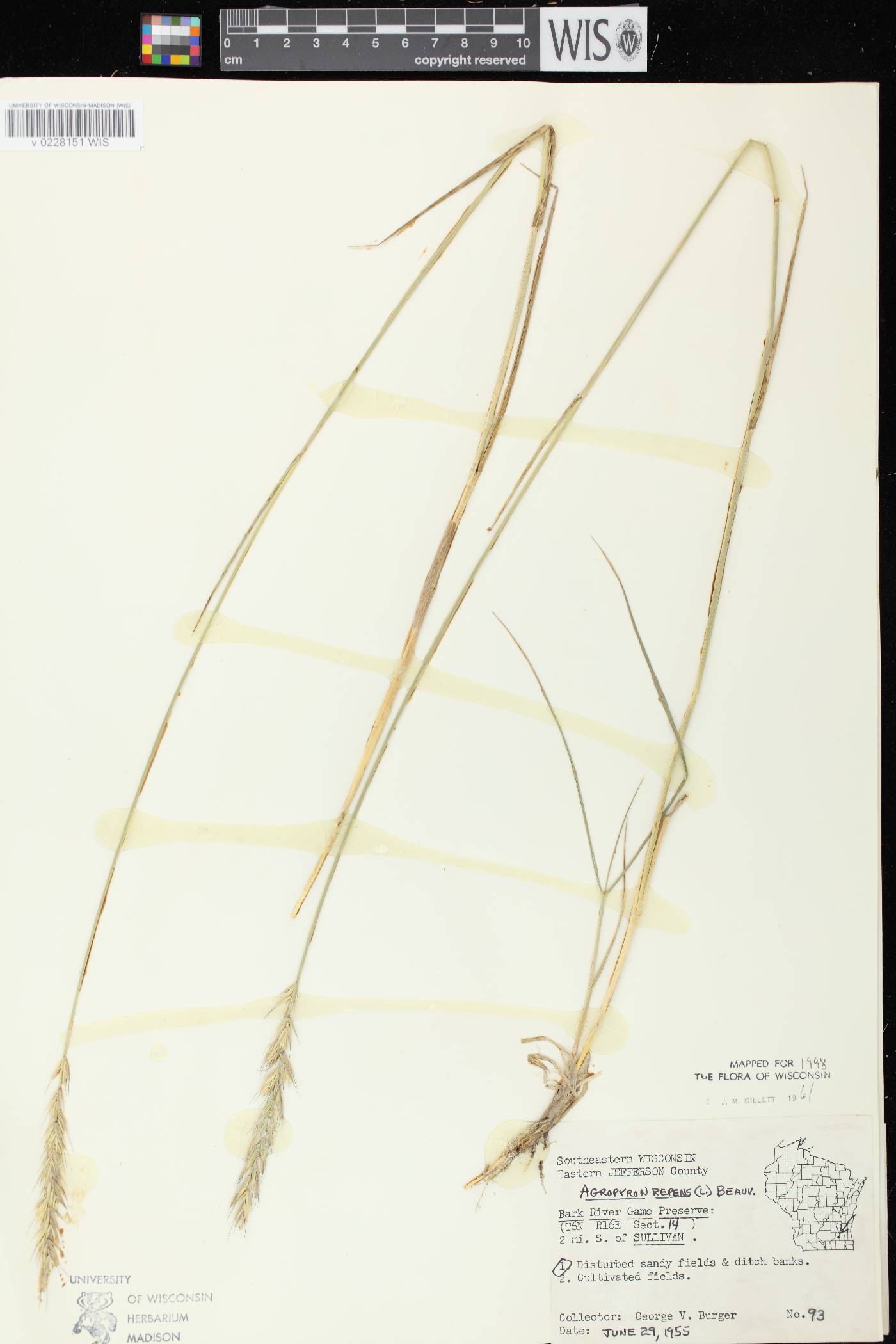 Elymus repens image