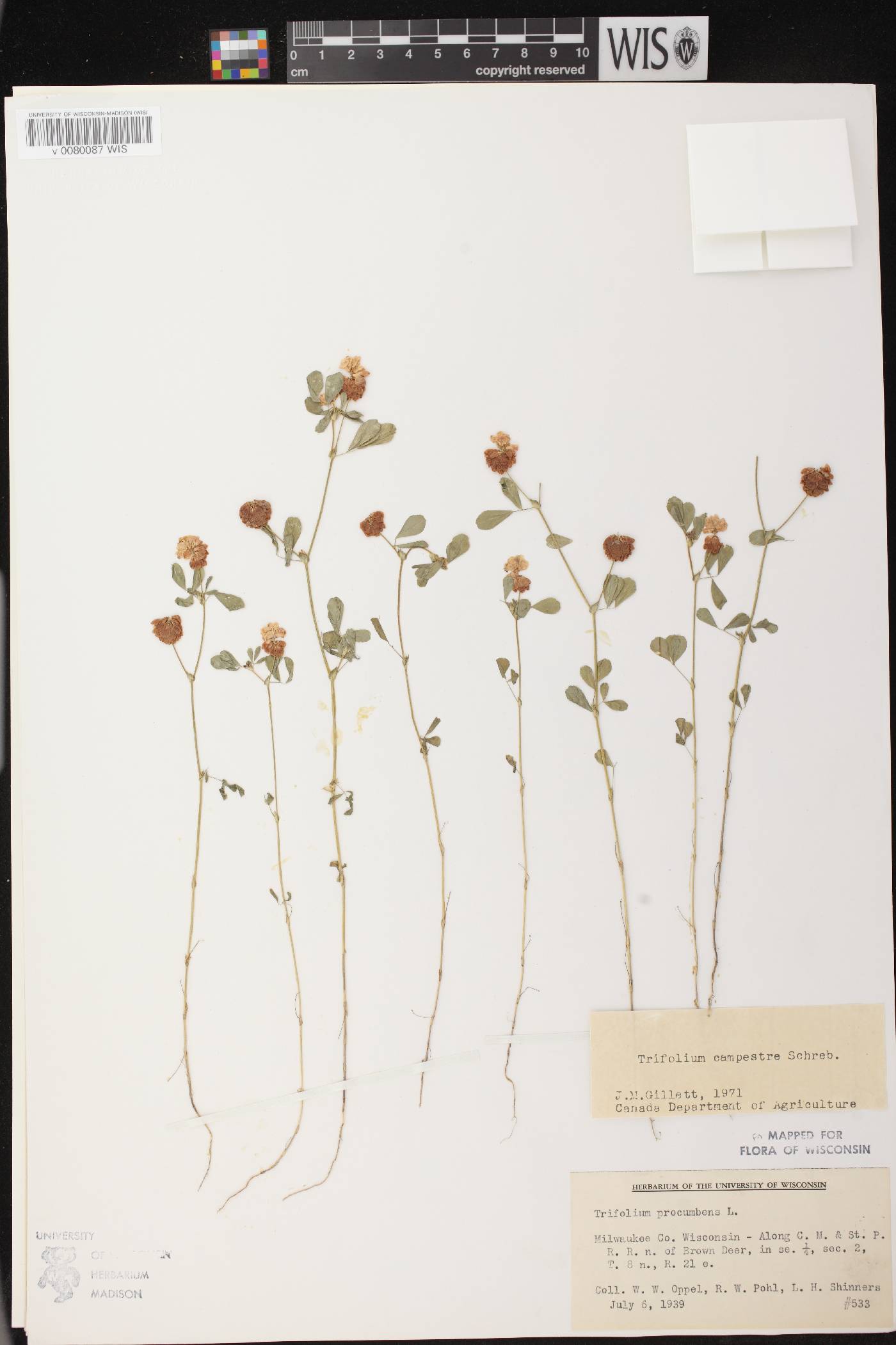 Trifolium campestre image