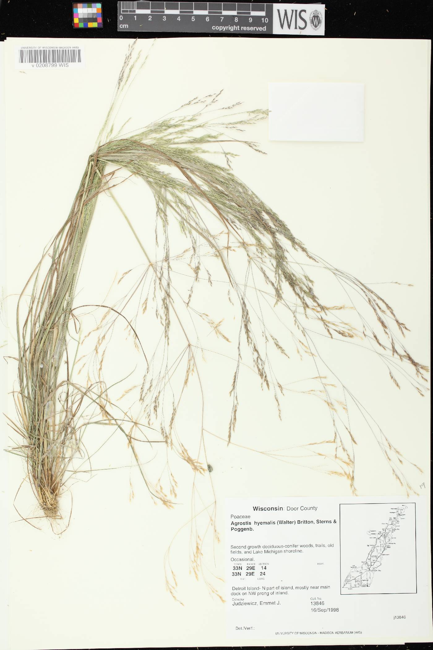 Agrostis hyemalis image