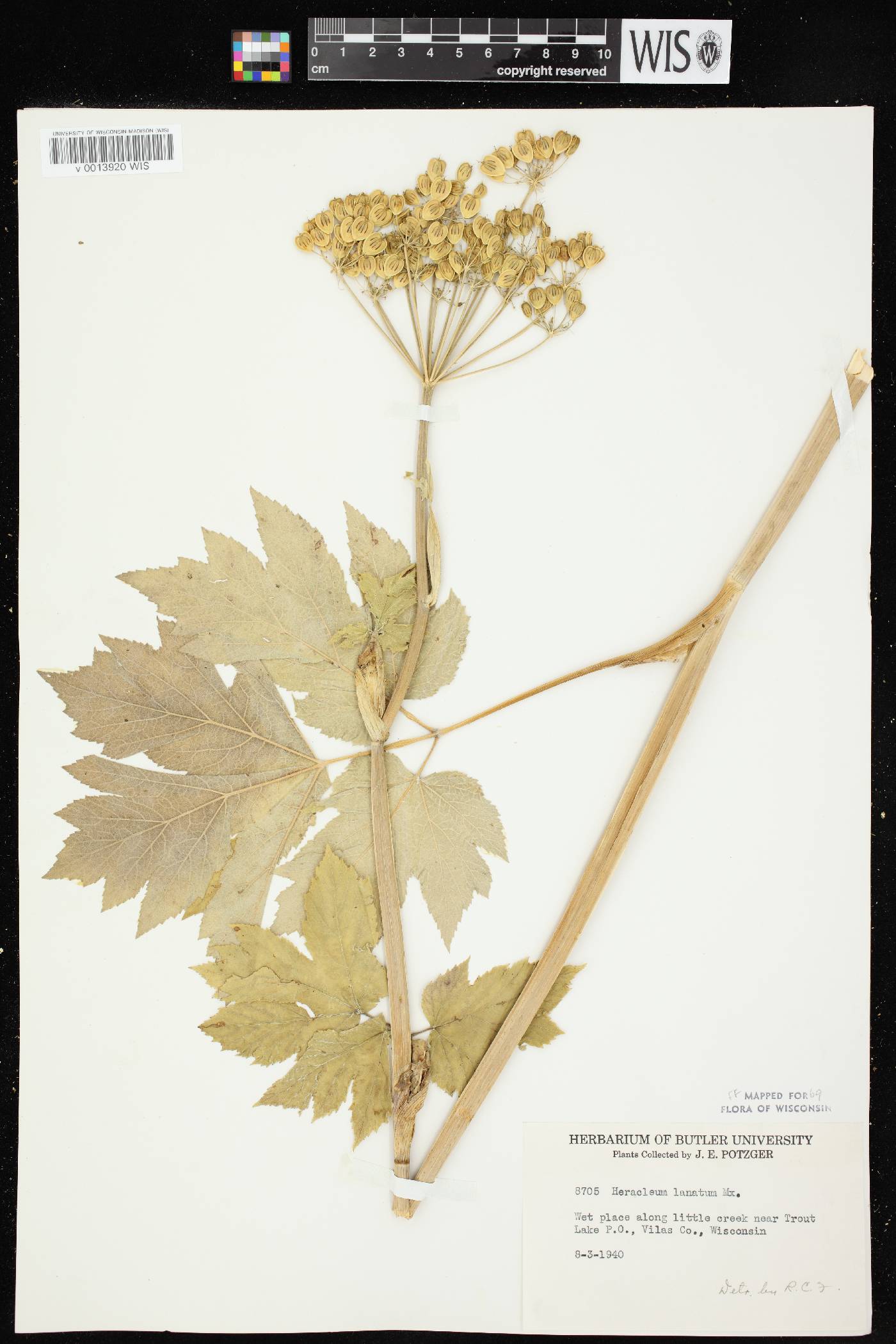 Heracleum maximum image