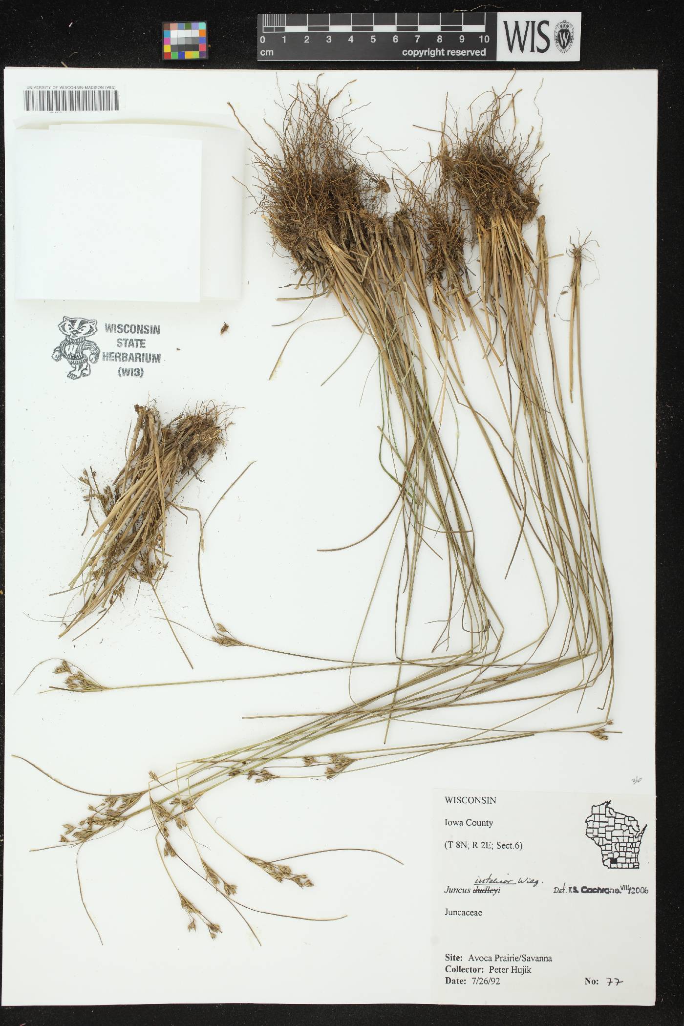 Juncus interior image