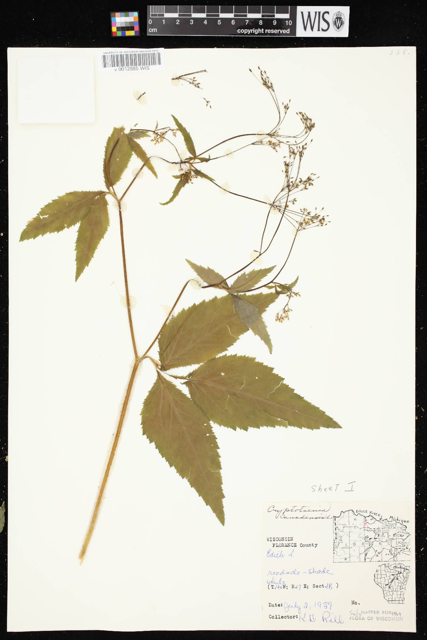 Cryptotaenia canadensis image
