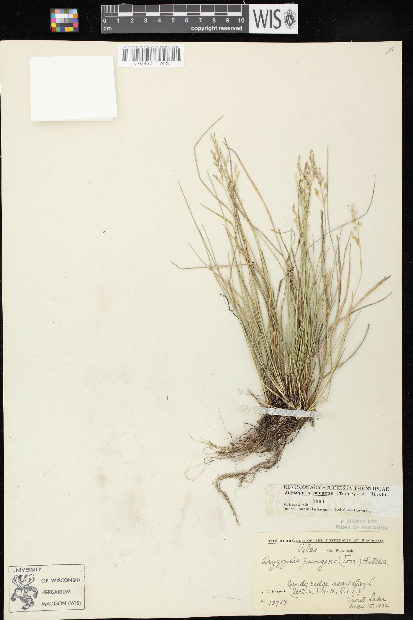 Piptatheropsis pungens image
