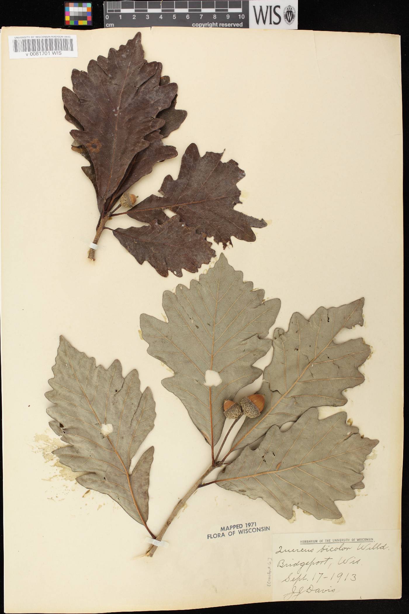 Quercus bicolor image