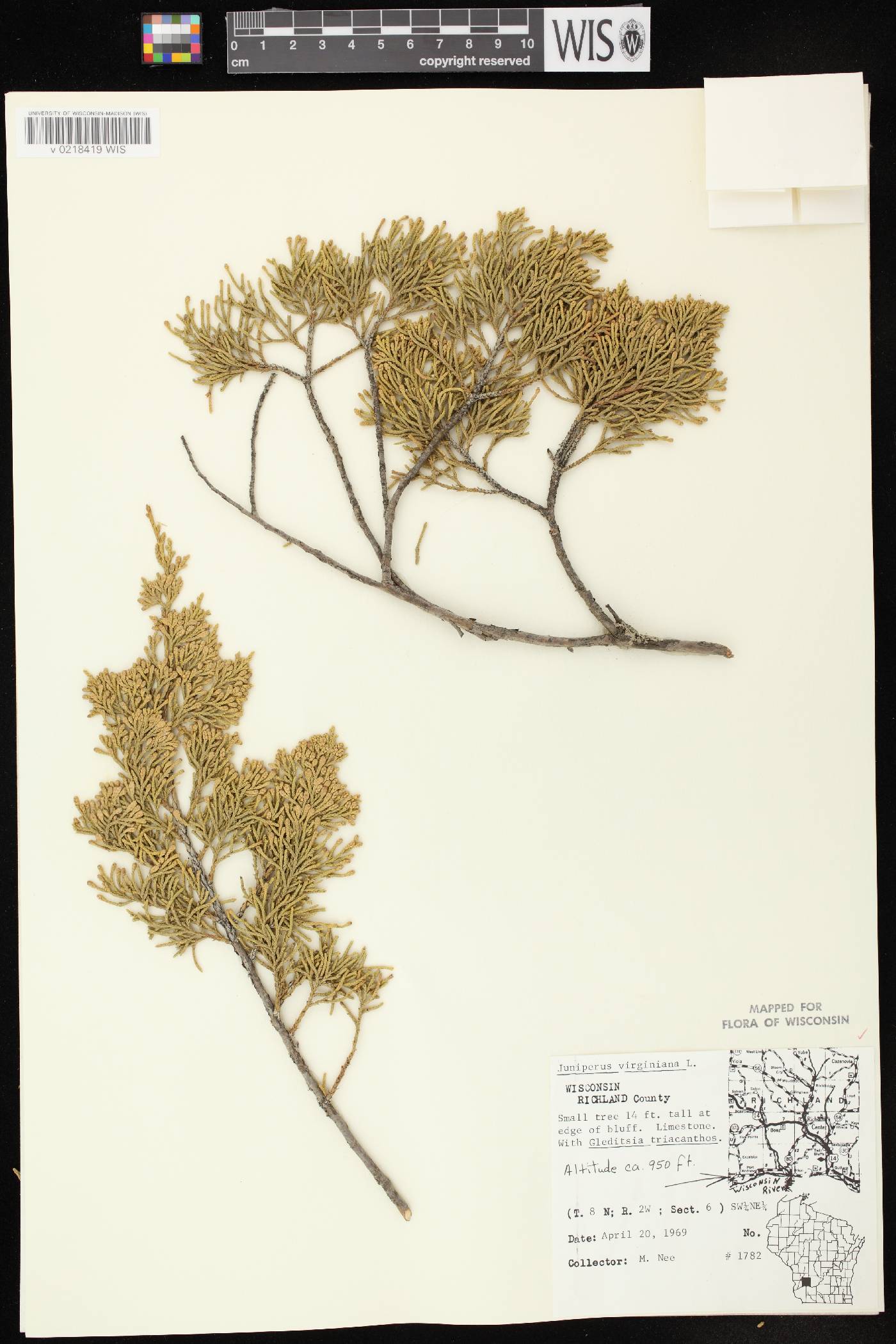 Juniperus virginiana var. virginiana image