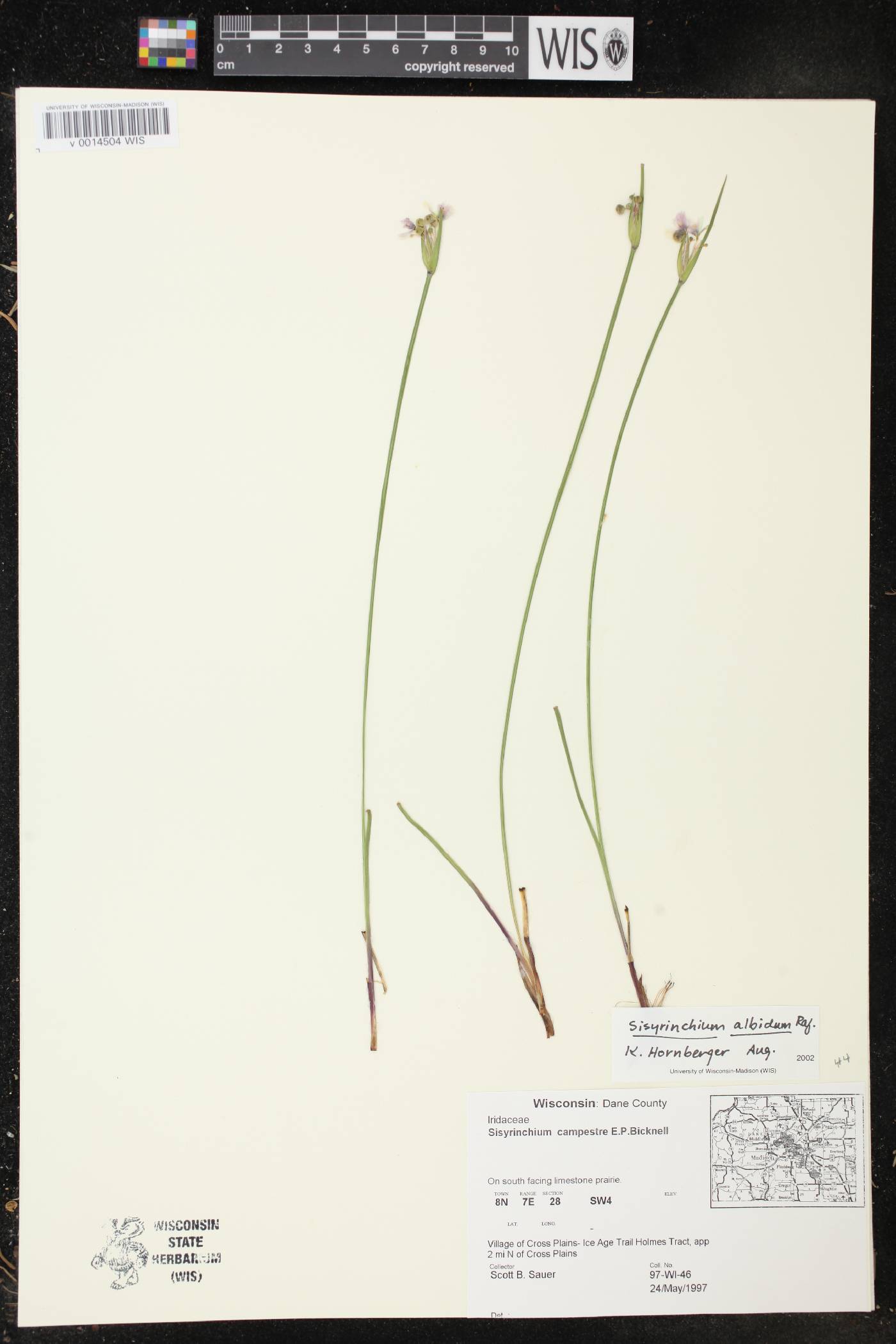 Sisyrinchium albidum image