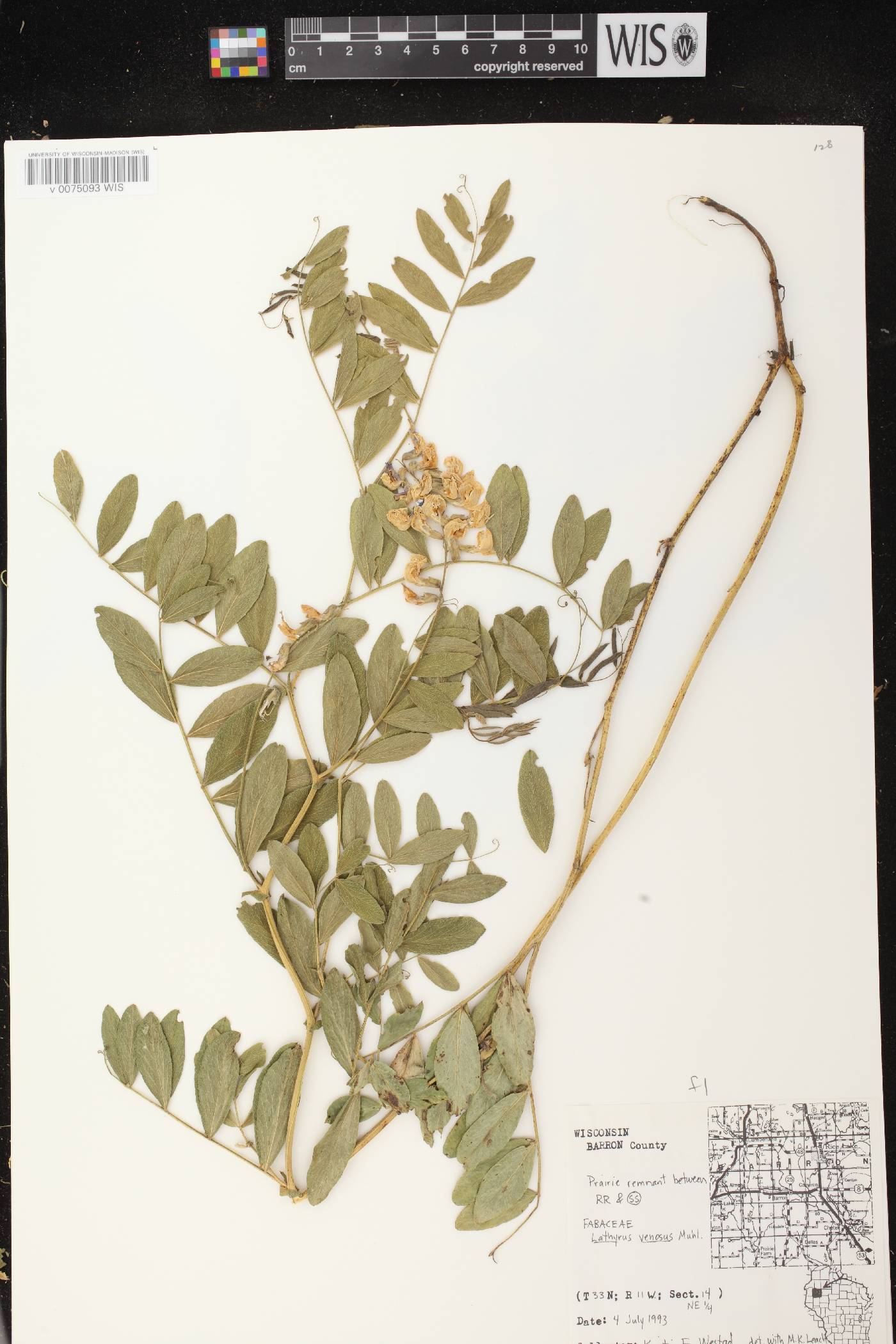 Lathyrus venosus image