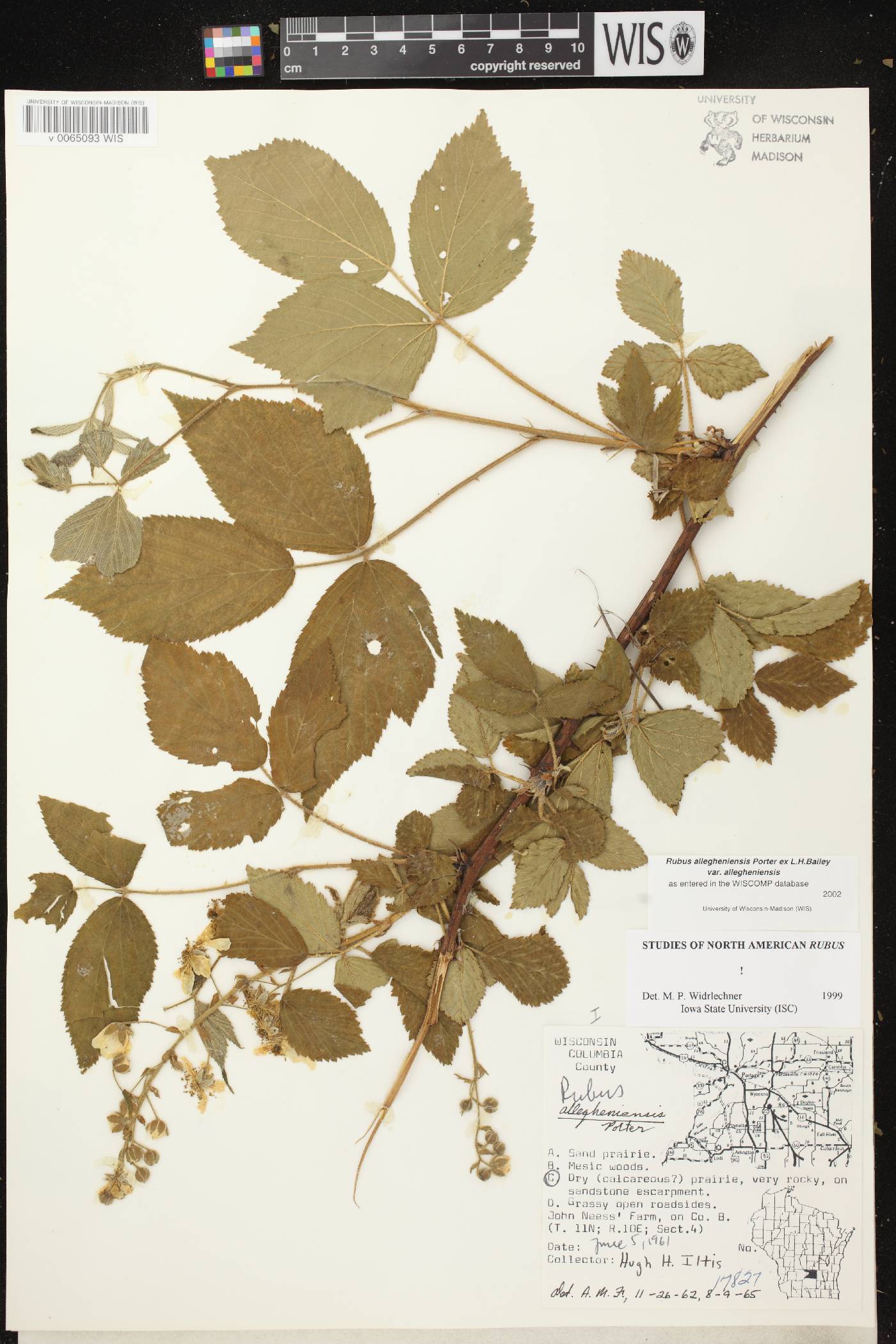 Rubus allegheniensis image