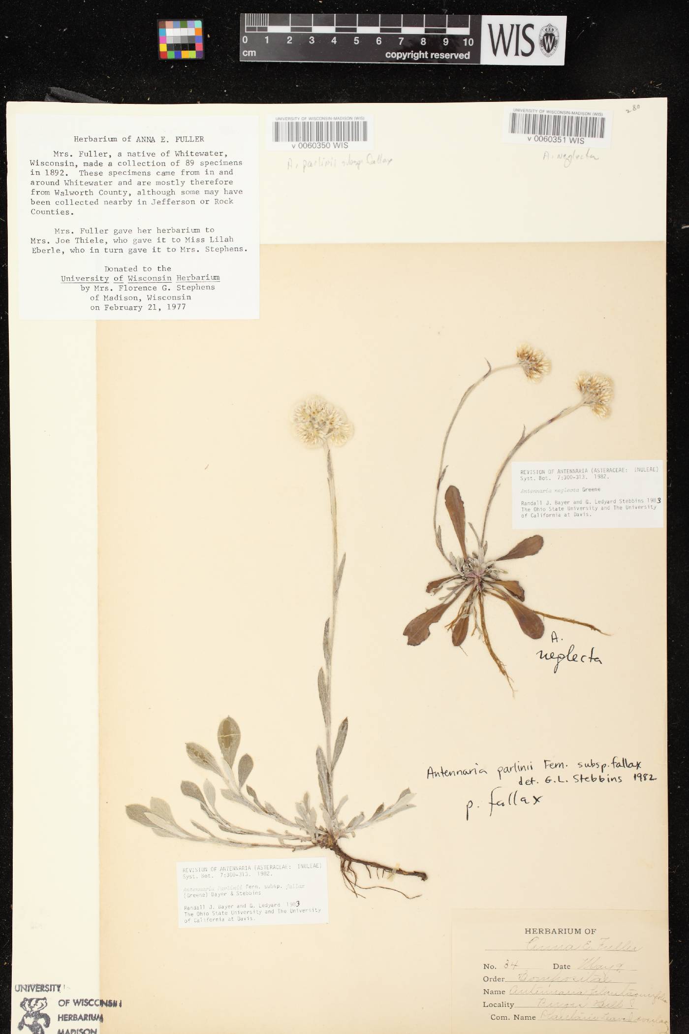 Antennaria parlinii subsp. fallax image