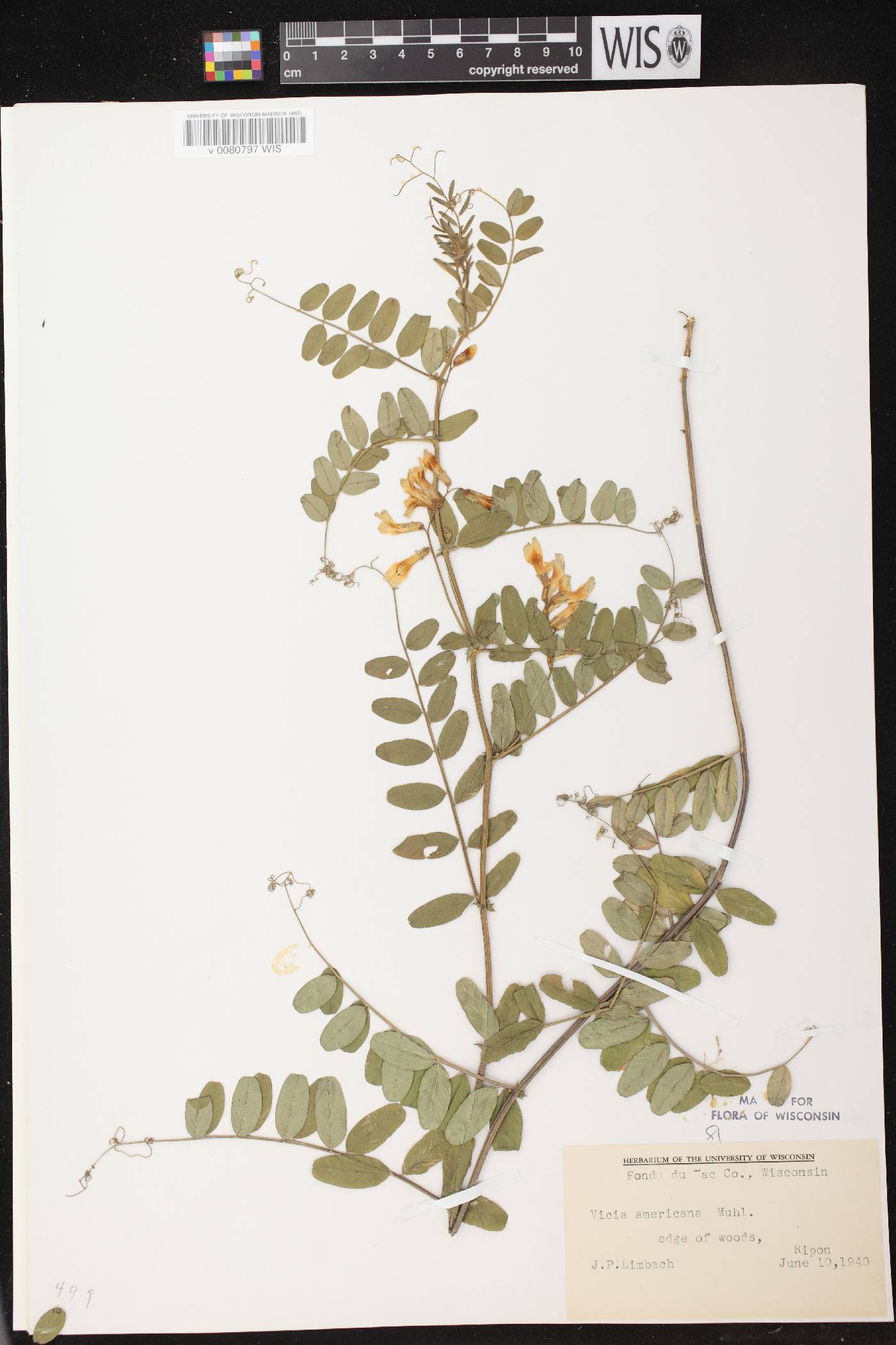 Vicia americana subsp. americana image
