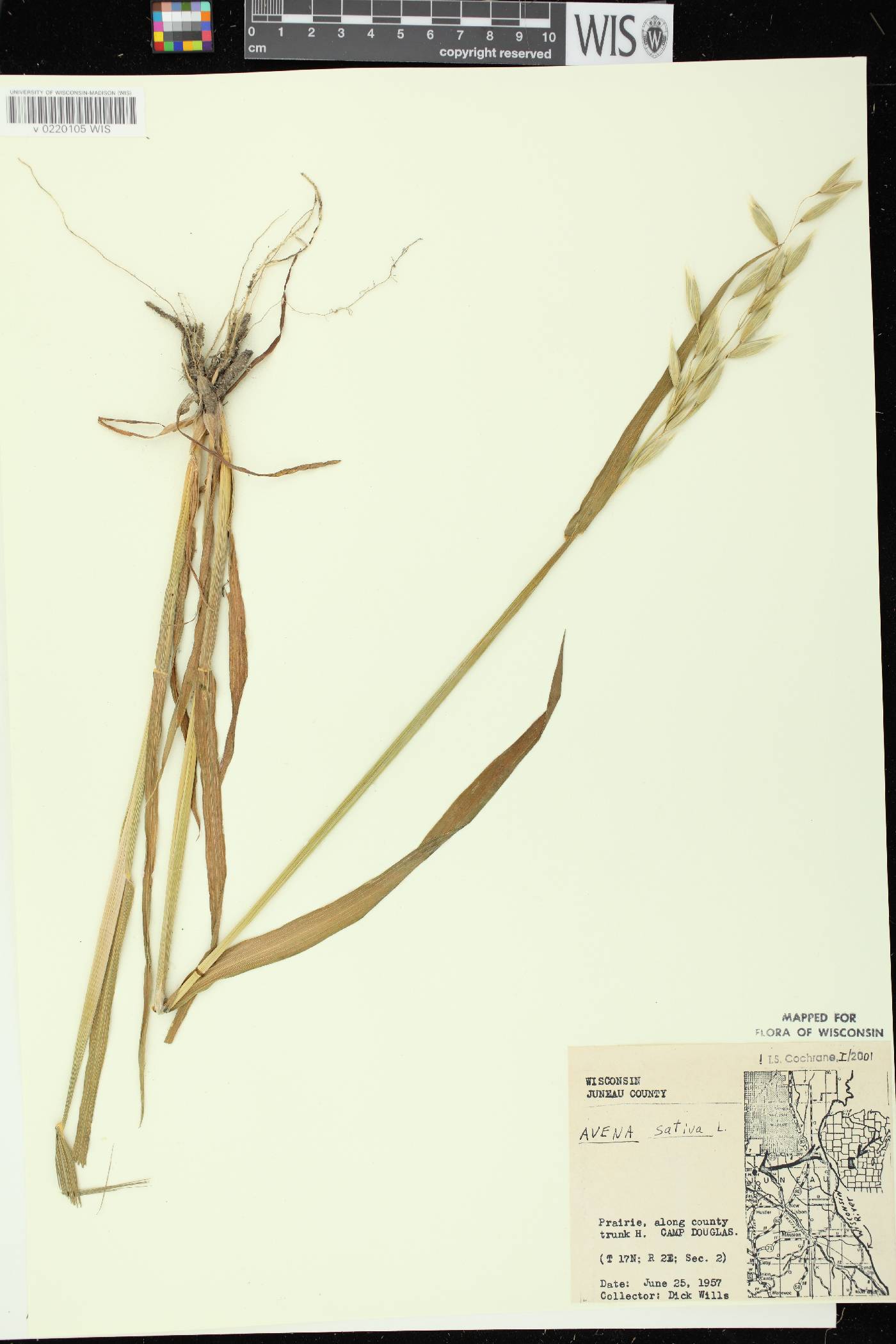 Avena sativa image