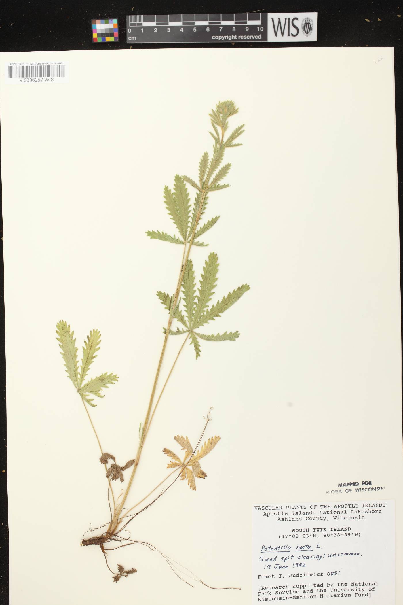 Potentilla recta image