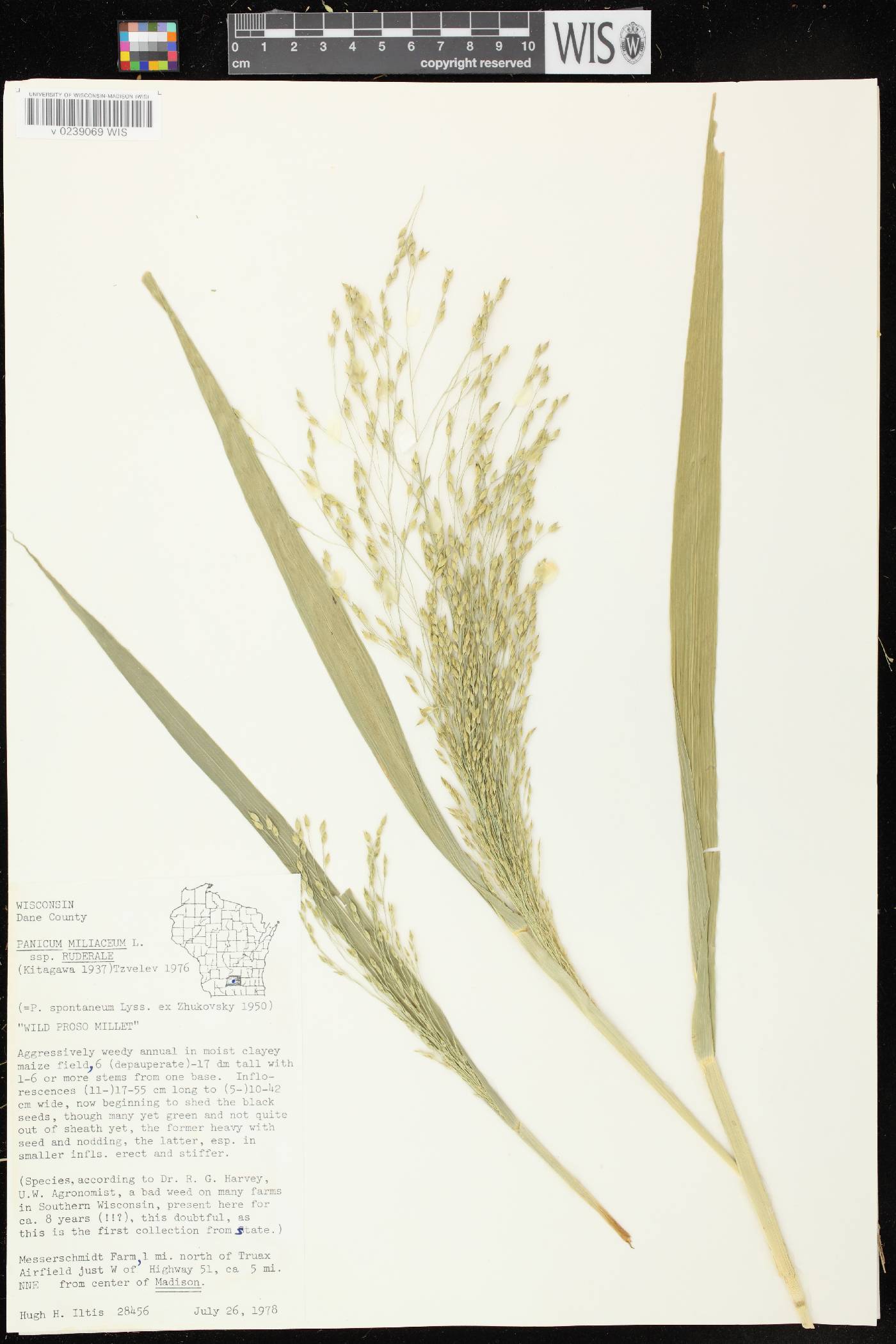 Panicum miliaceum subsp. ruderale image