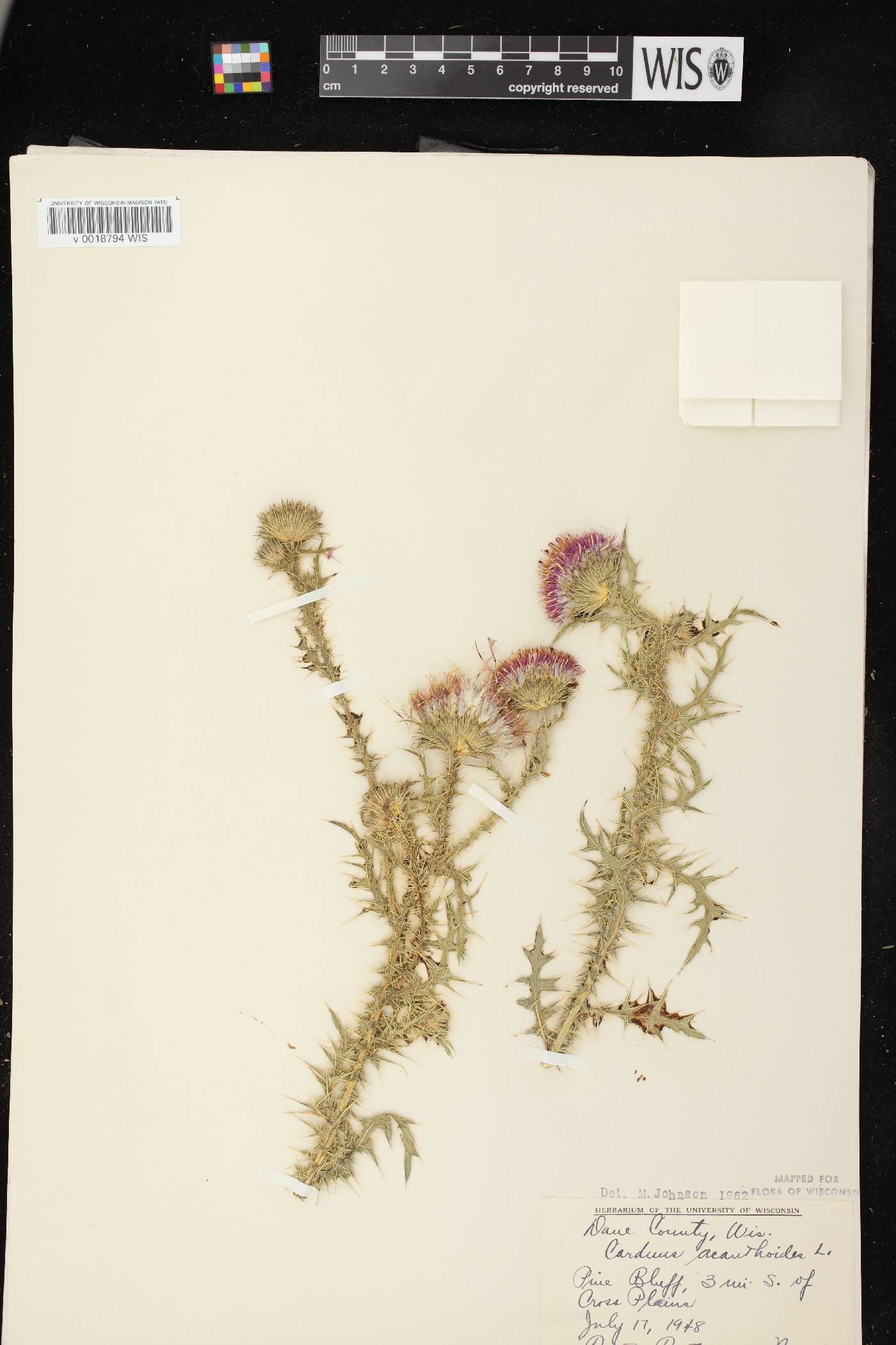 Carduus acanthoides subsp. acanthoides image