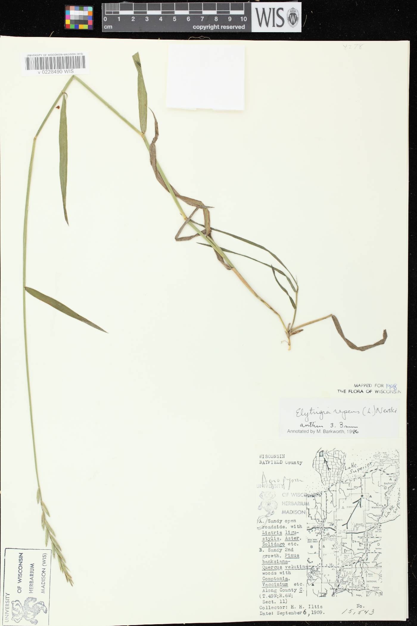 Elymus repens image