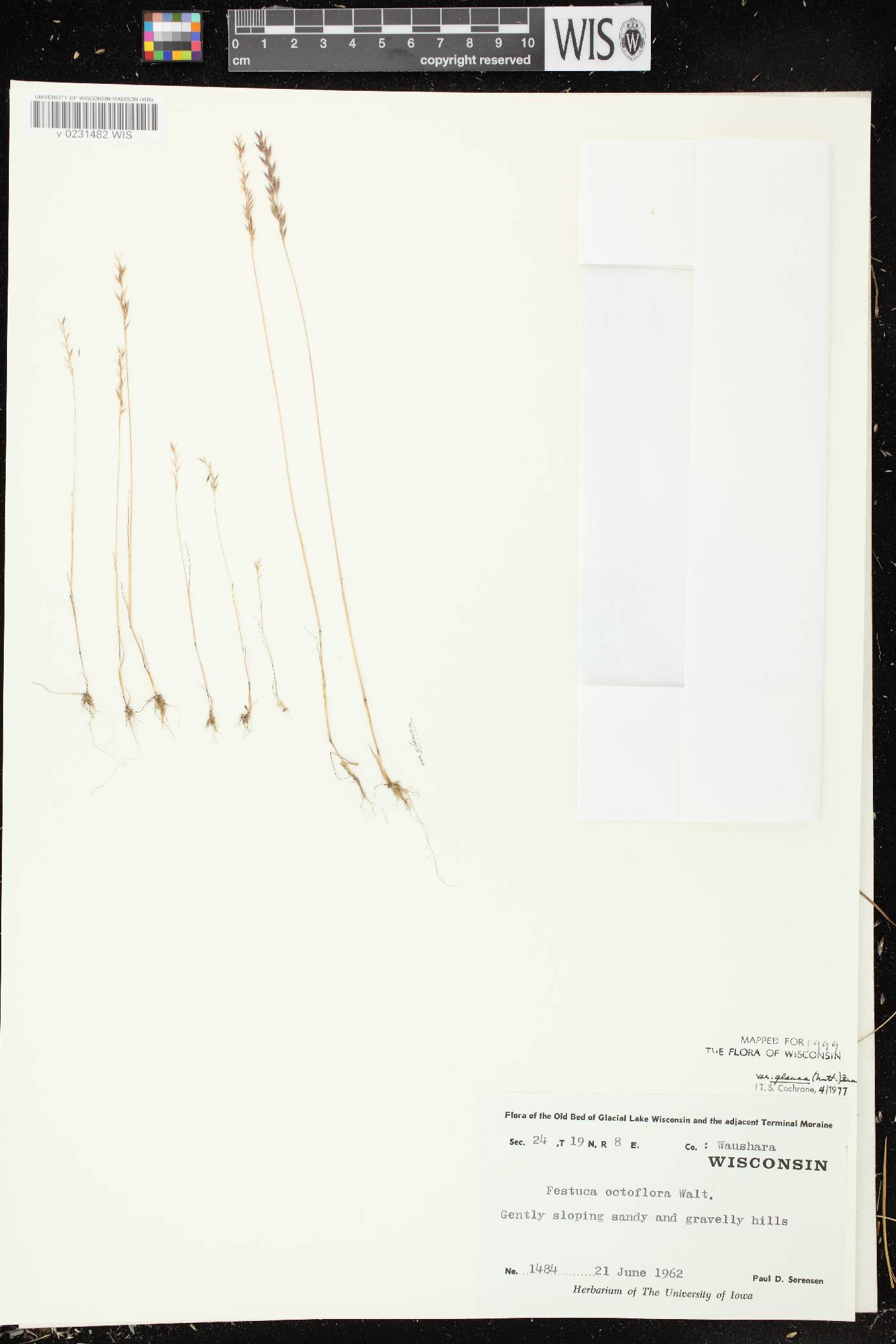 Festuca octoflora image