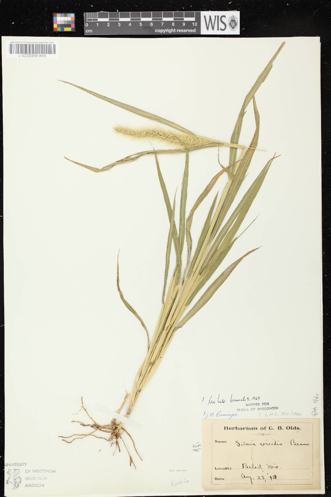 Setaria viridis var. viridis image