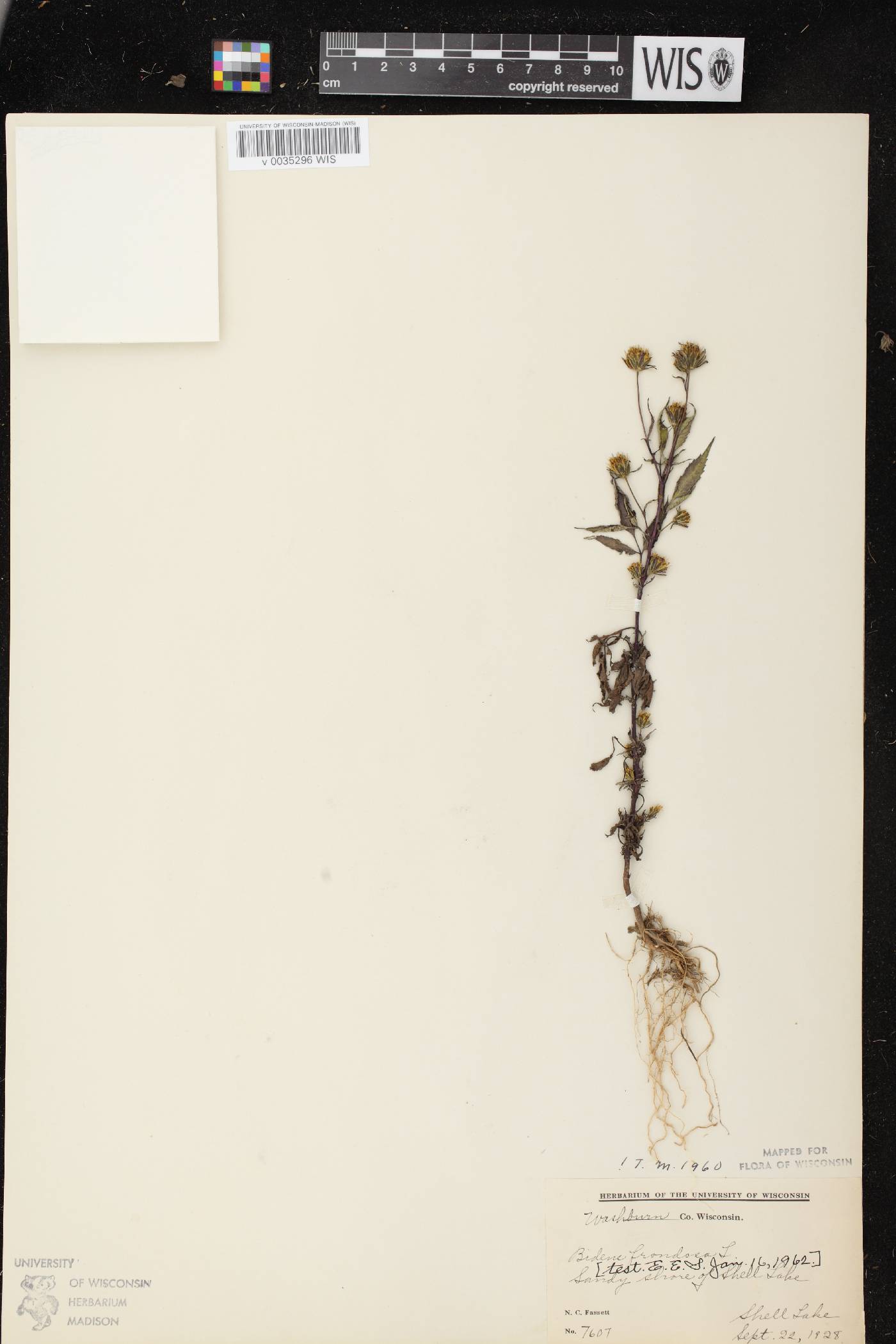 Bidens frondosa image