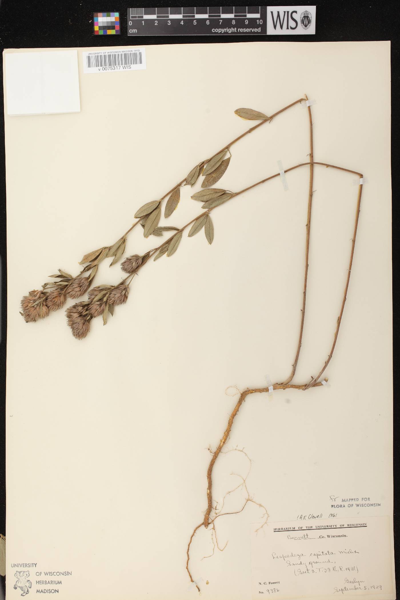 Lespedeza capitata image