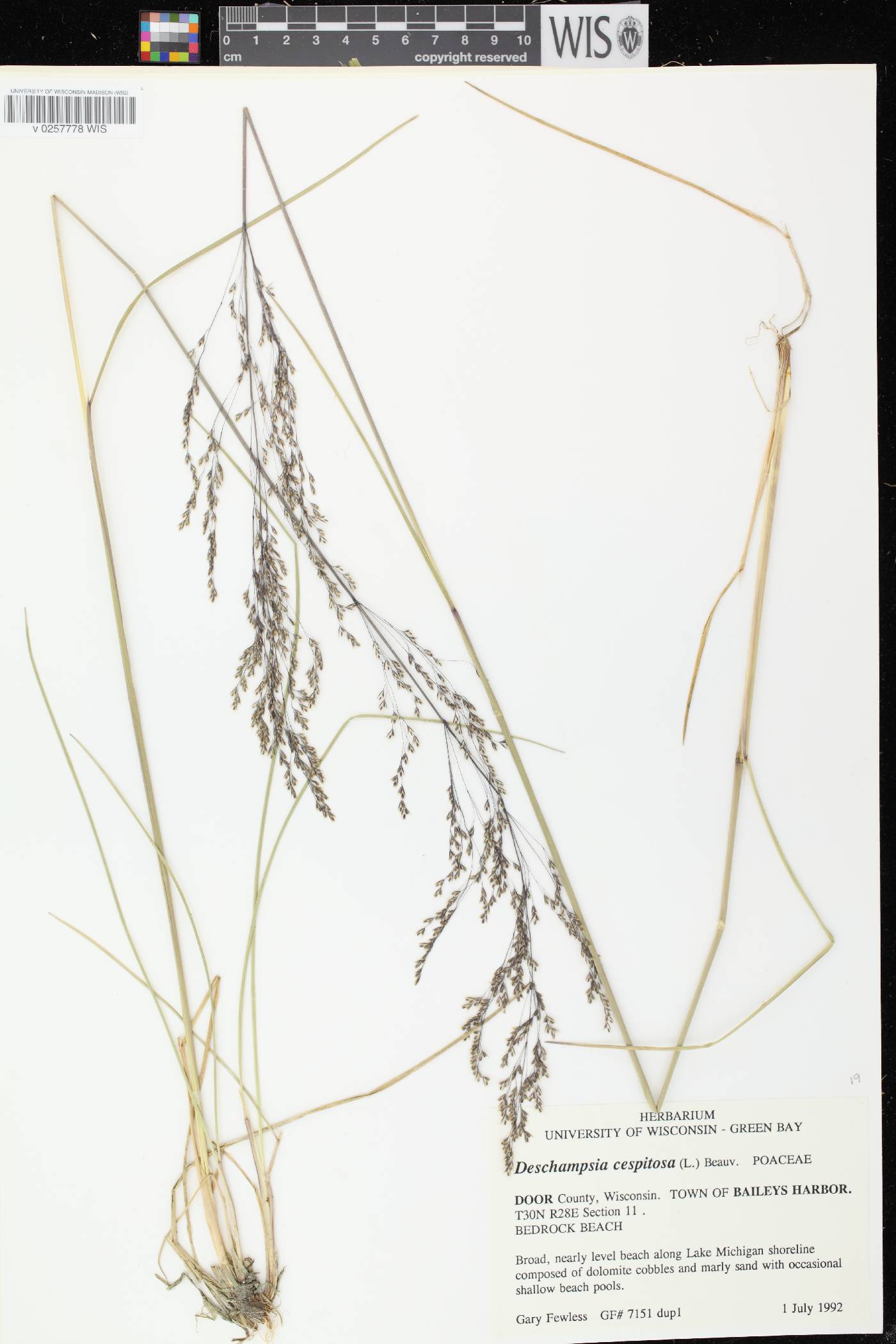 Deschampsia cespitosa image