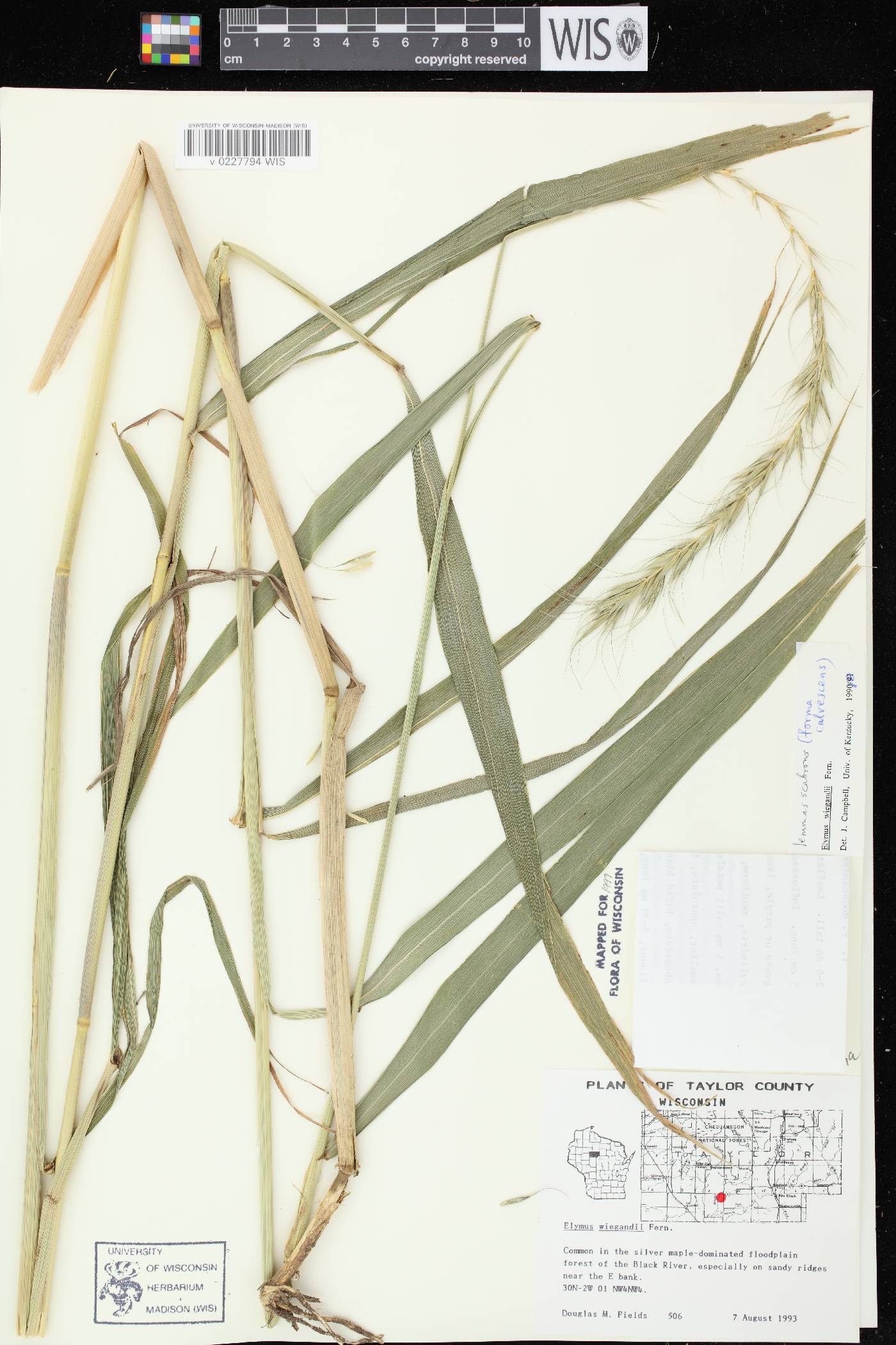 Elymus wiegandii image