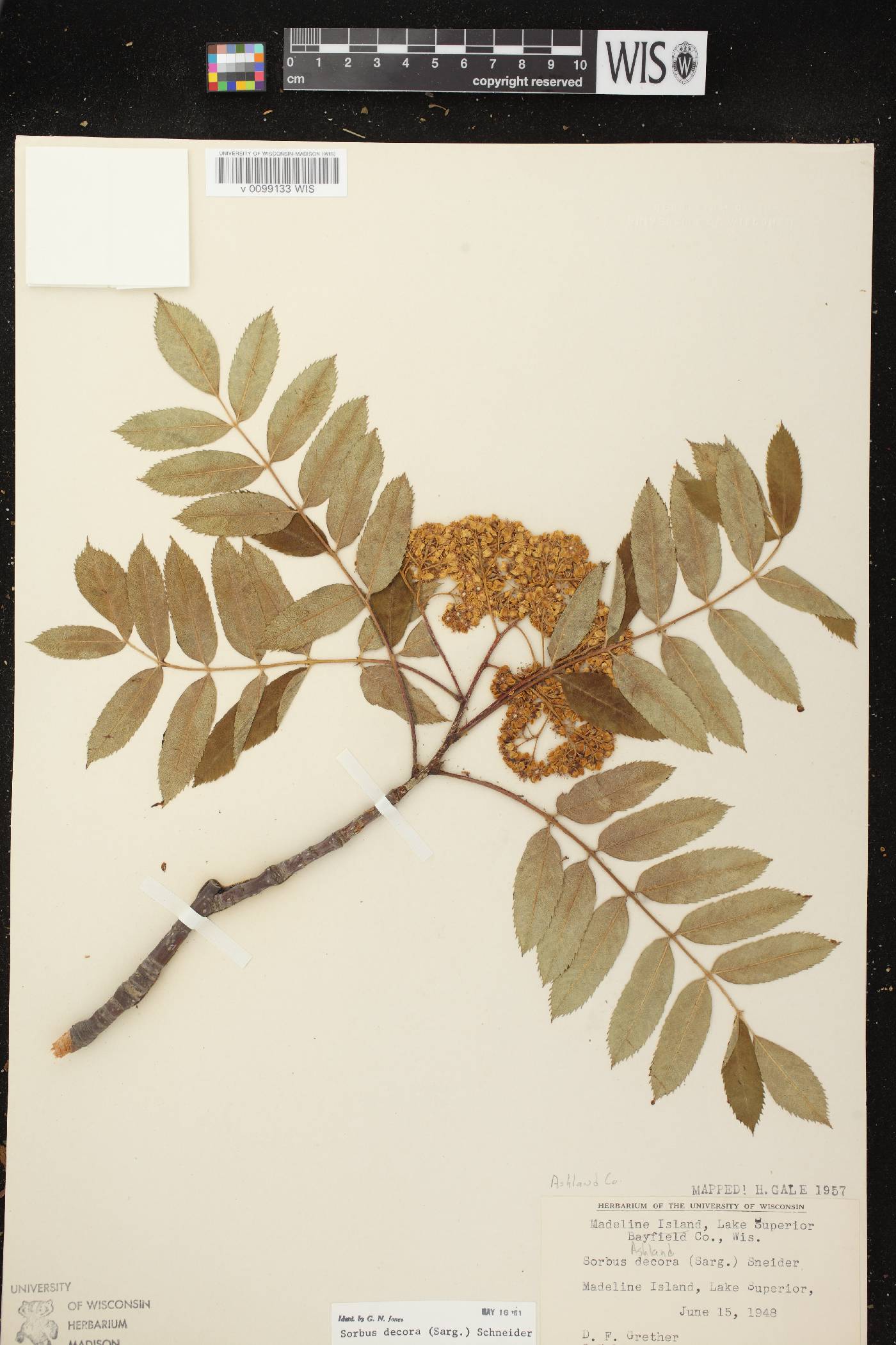 Sorbus decora image