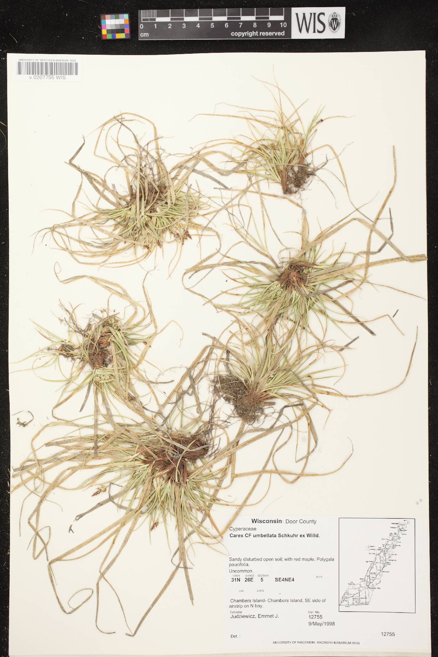 Carex umbellata image