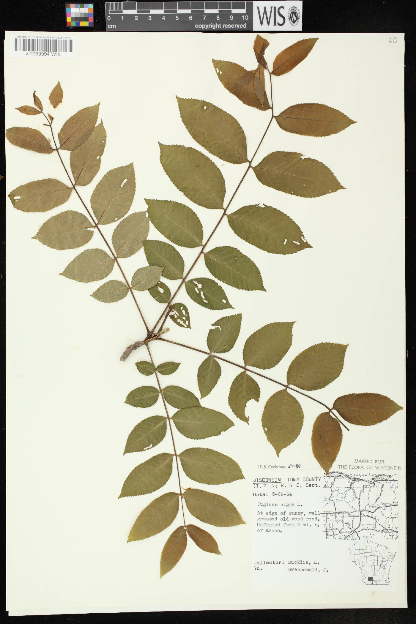 Juglans nigra image