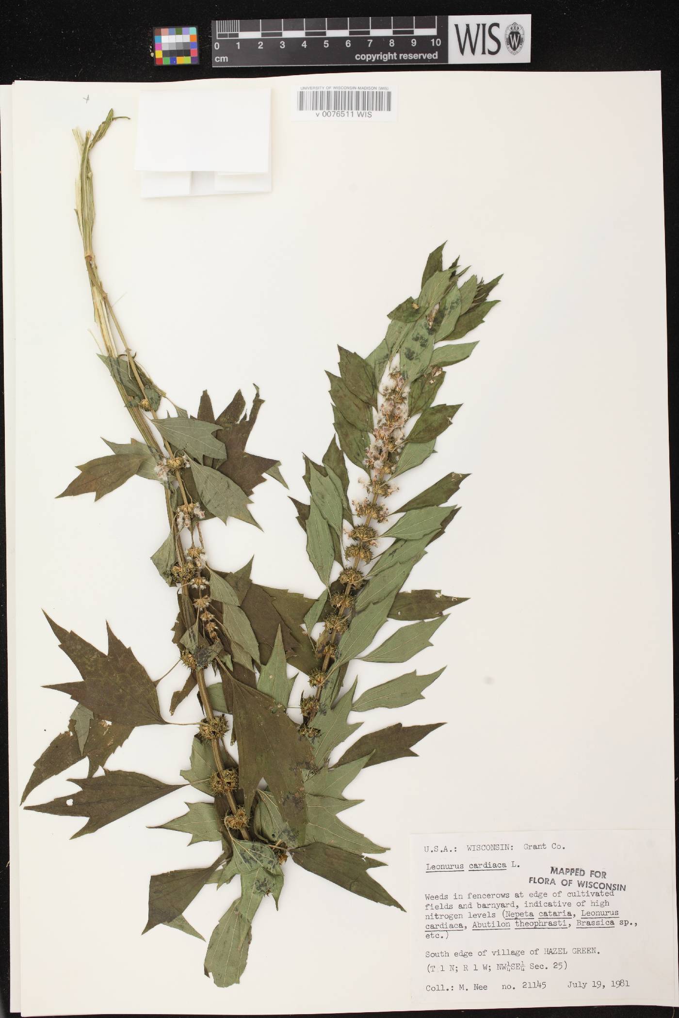 Leonurus cardiaca image