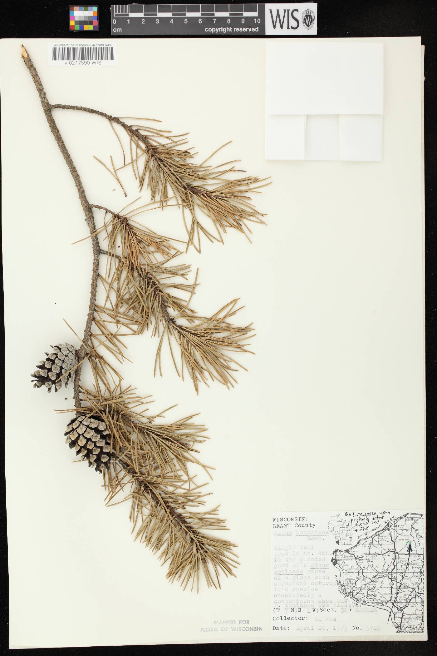 Pinus banksiana image
