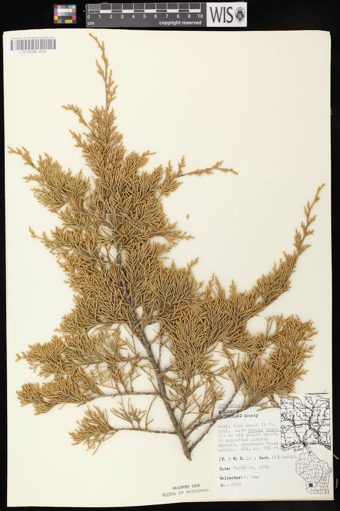 Juniperus virginiana var. virginiana image