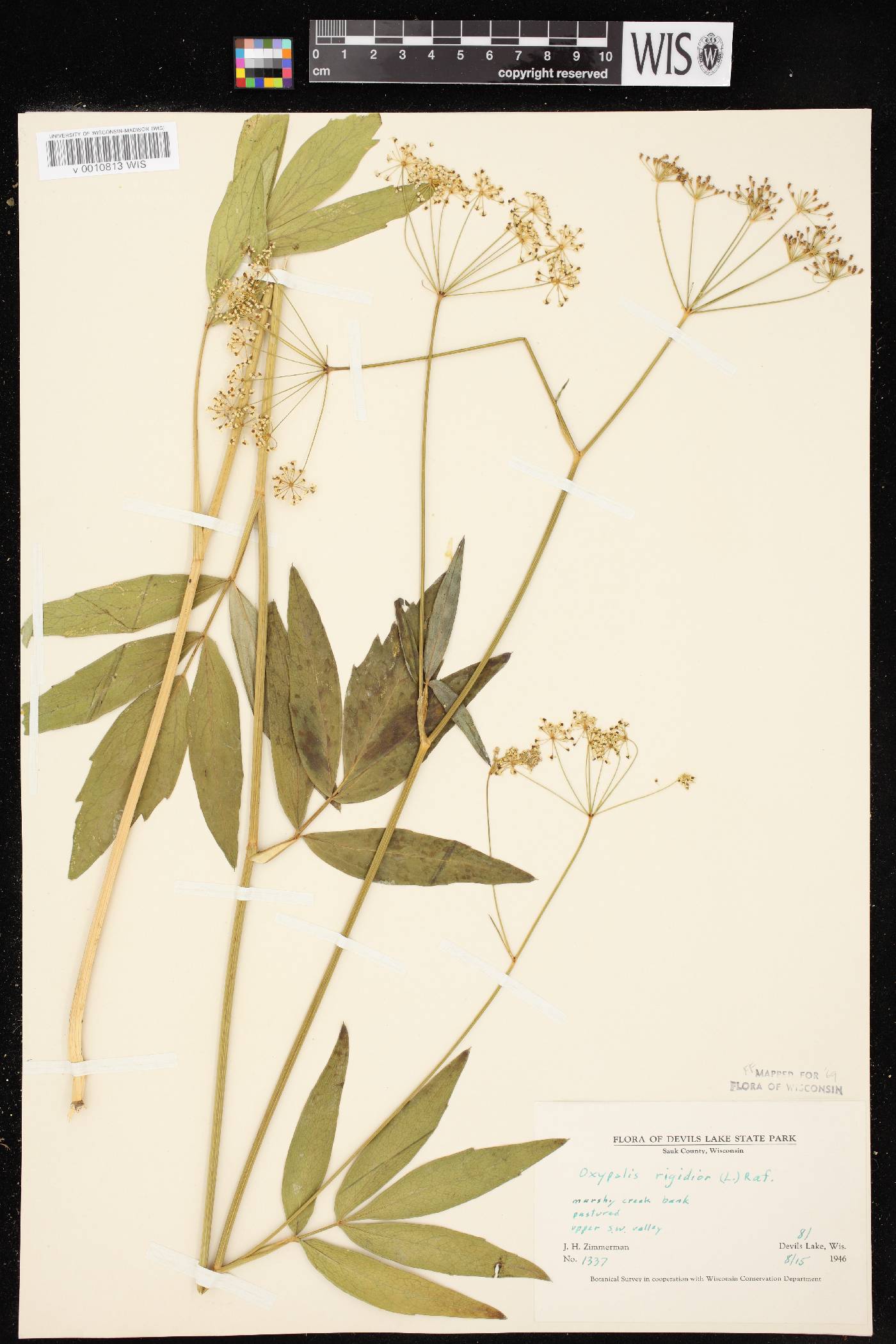 Oxypolis rigidior image