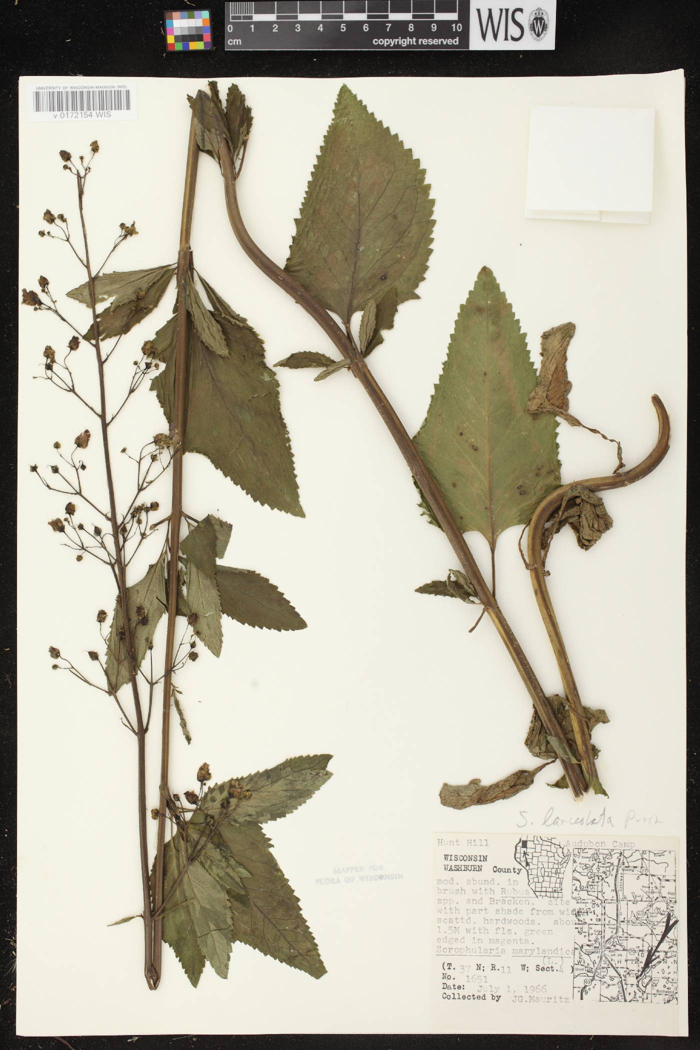 Scrophularia lanceolata image