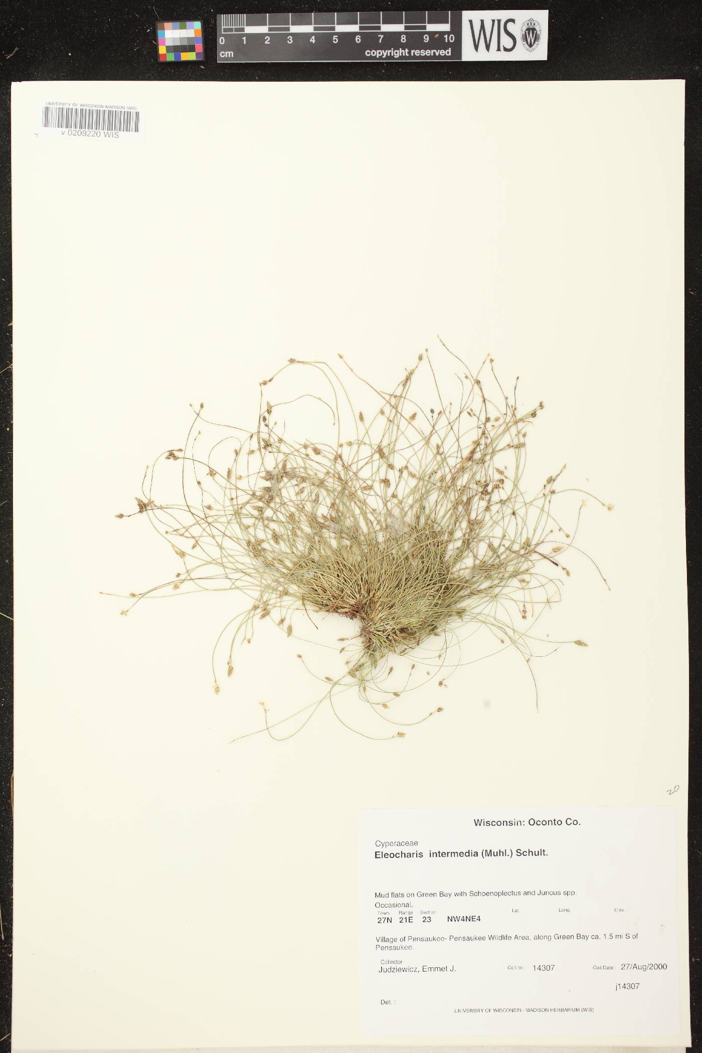 Eleocharis intermedia image