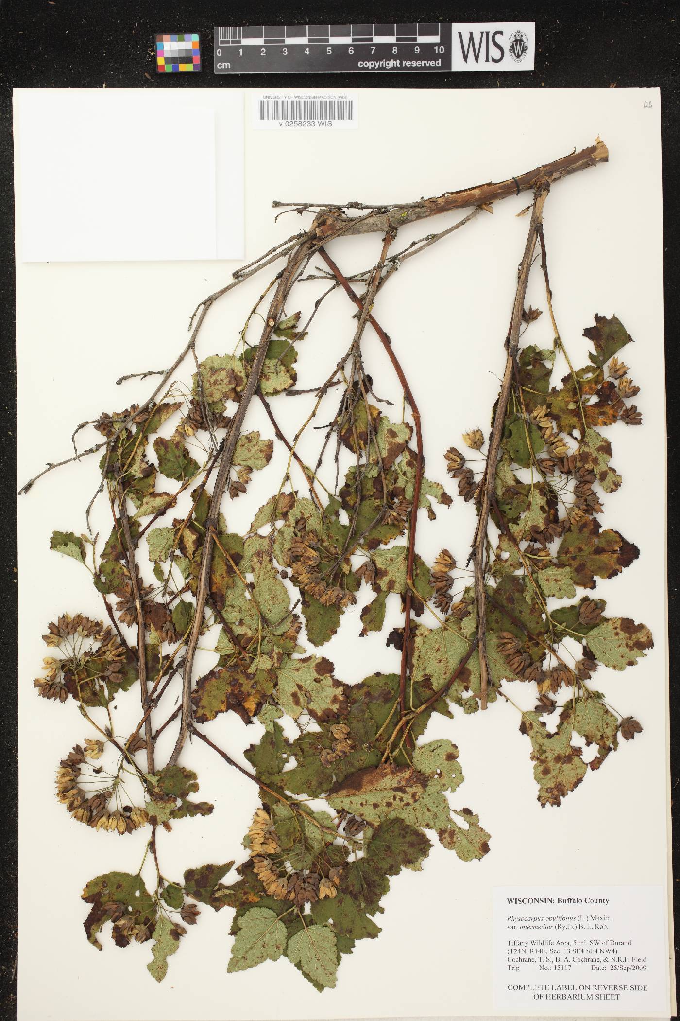 Physocarpus intermedius image