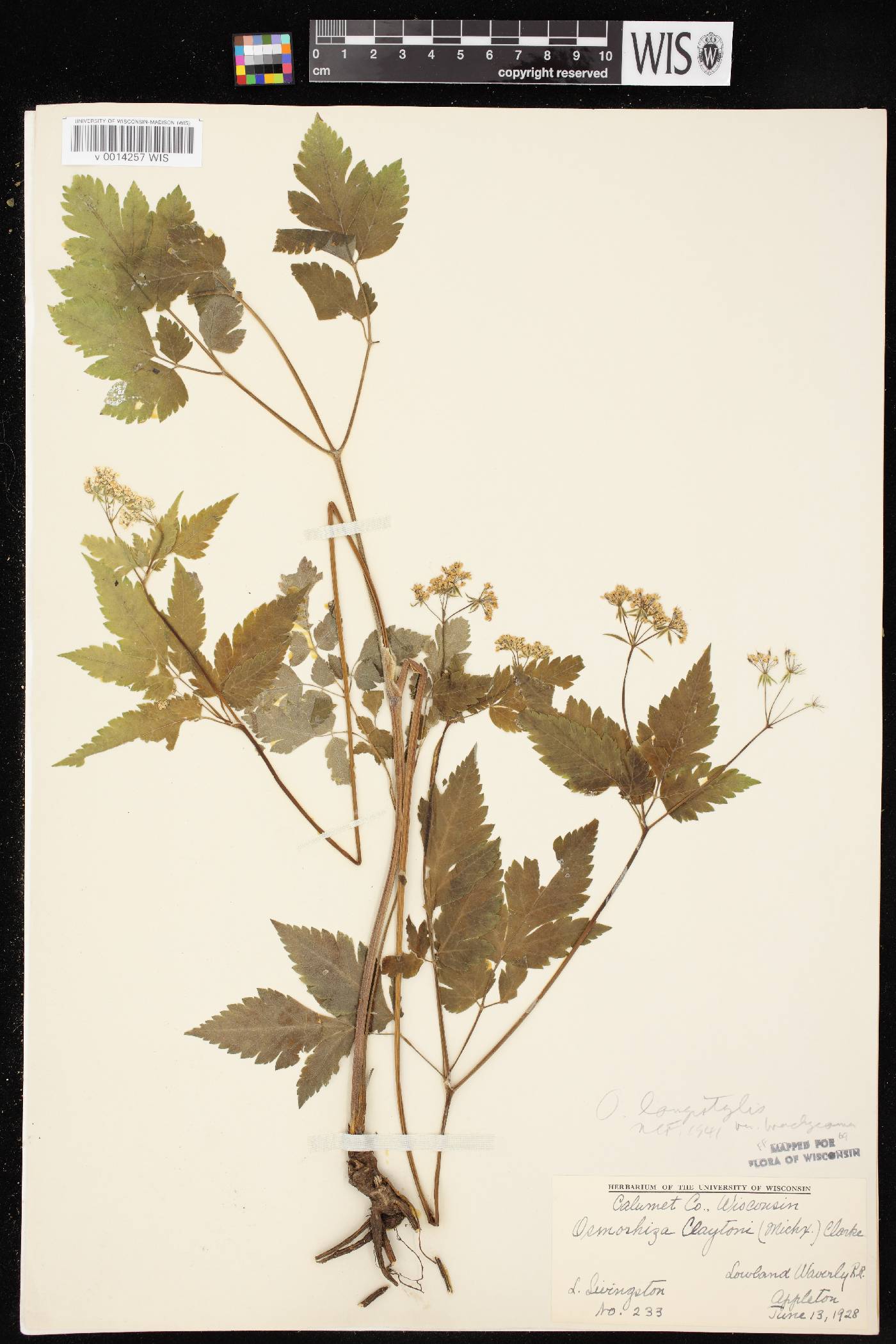 Osmorhiza longistylis image
