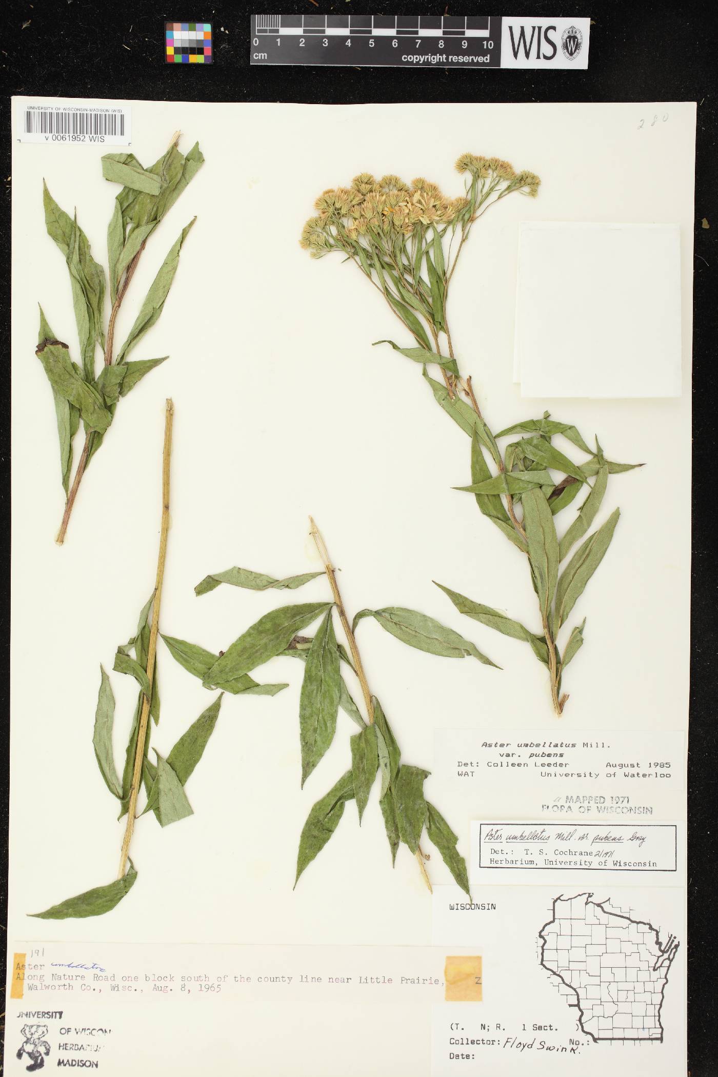 Doellingeria umbellata var. pubens image