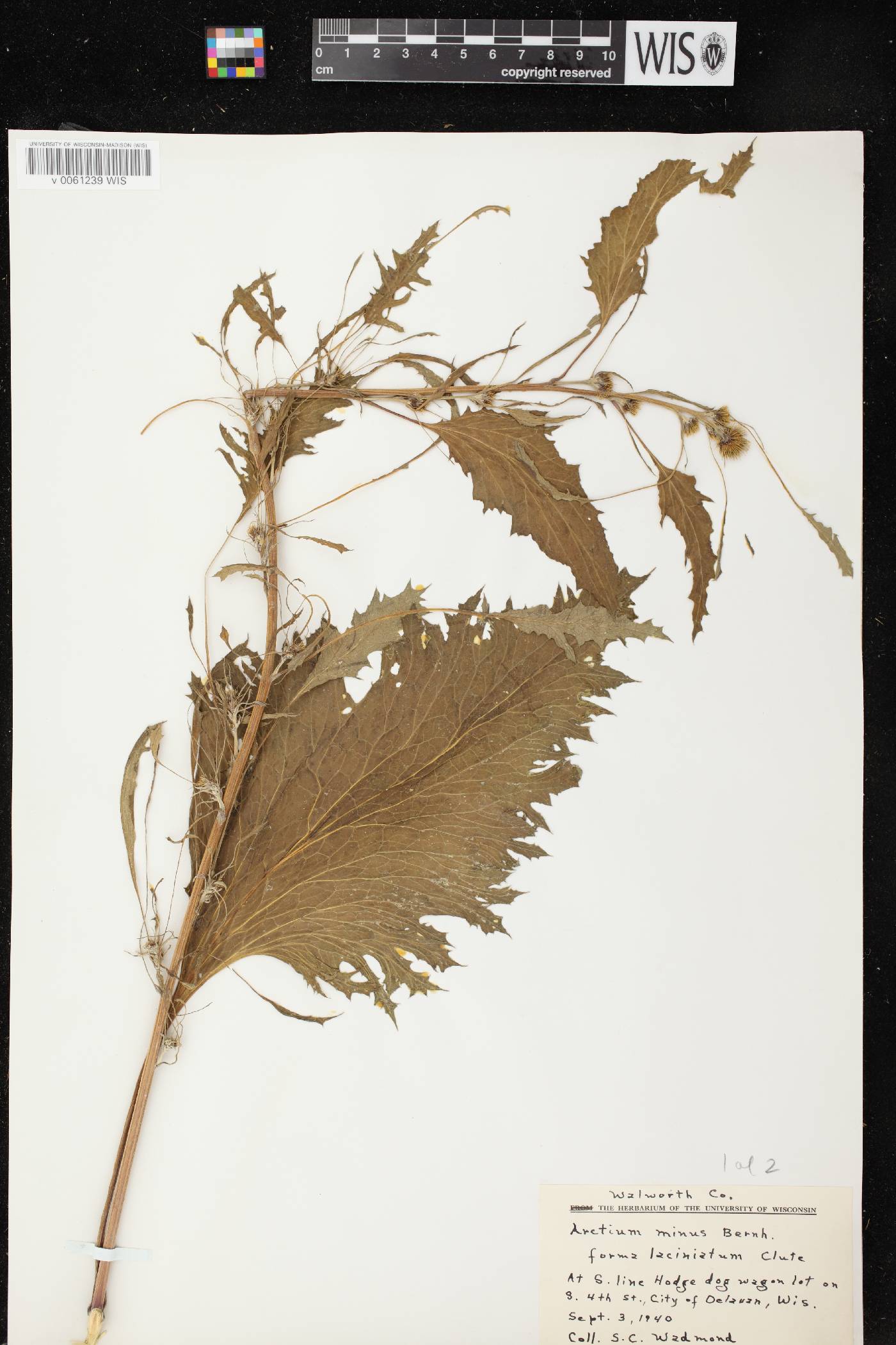 Arctium minus image