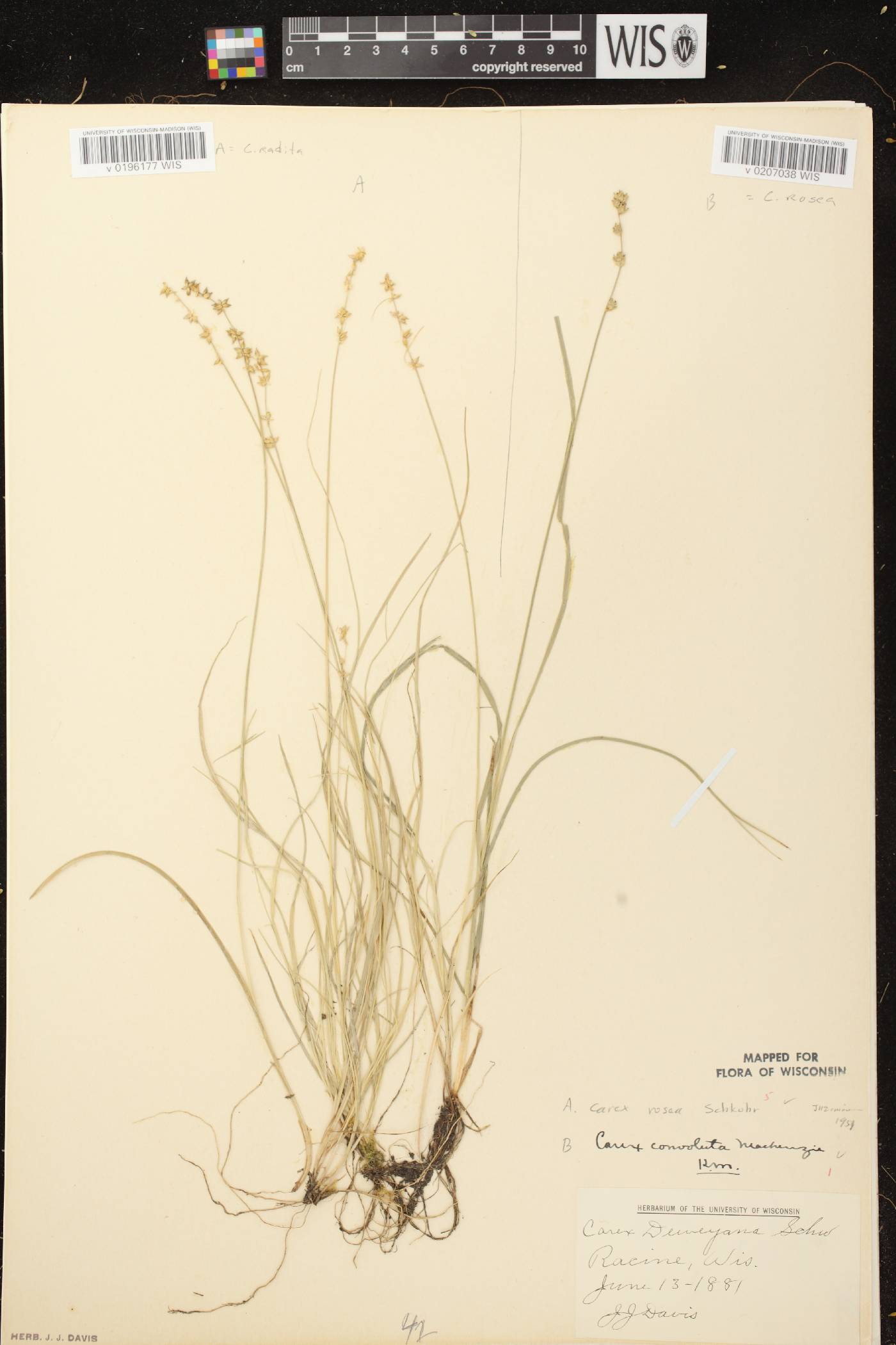 Carex radiata image