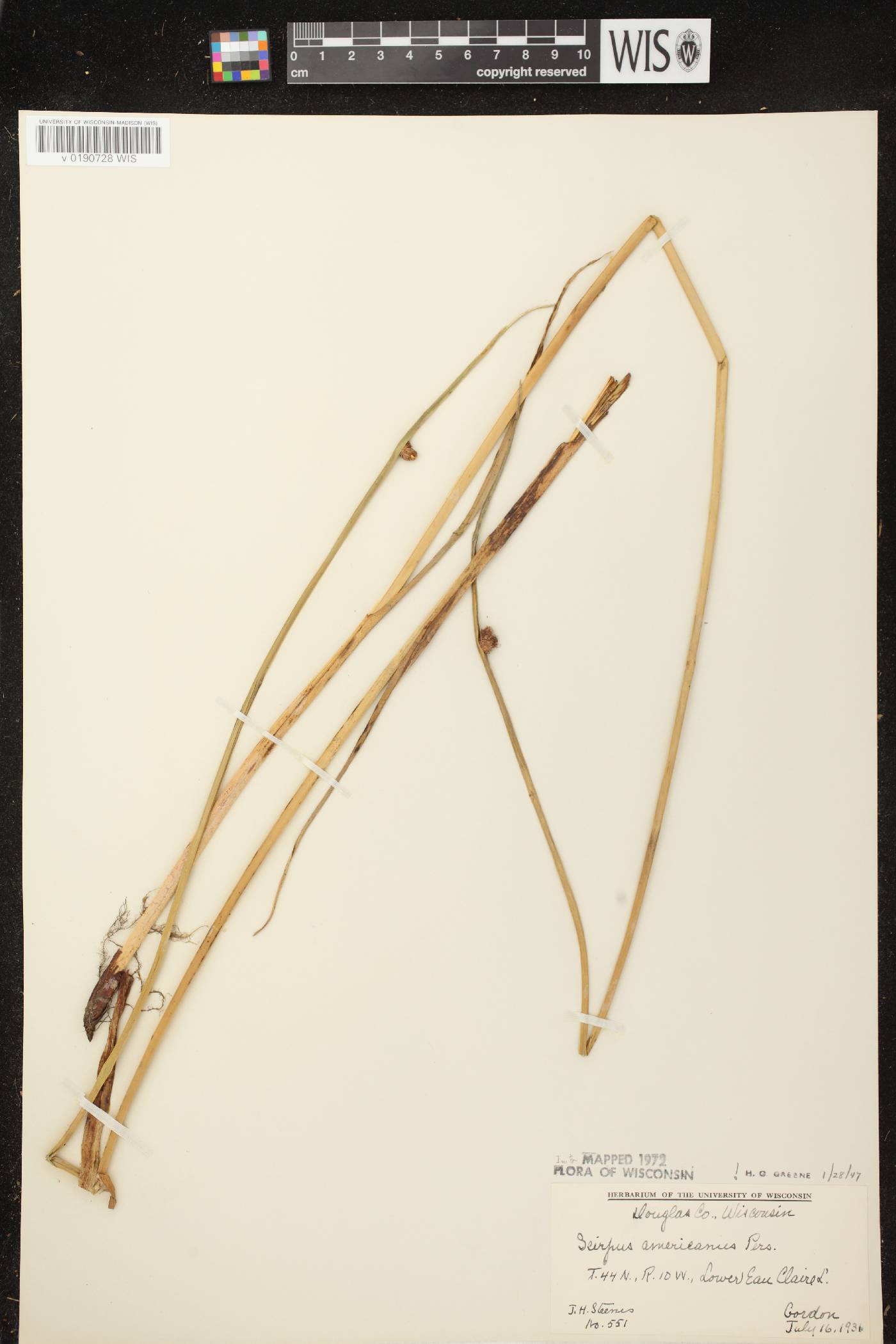 Schoenoplectus pungens image