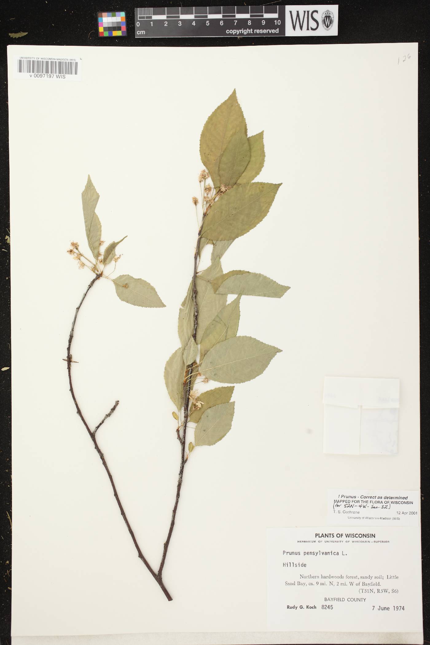 Prunus pensylvanica image
