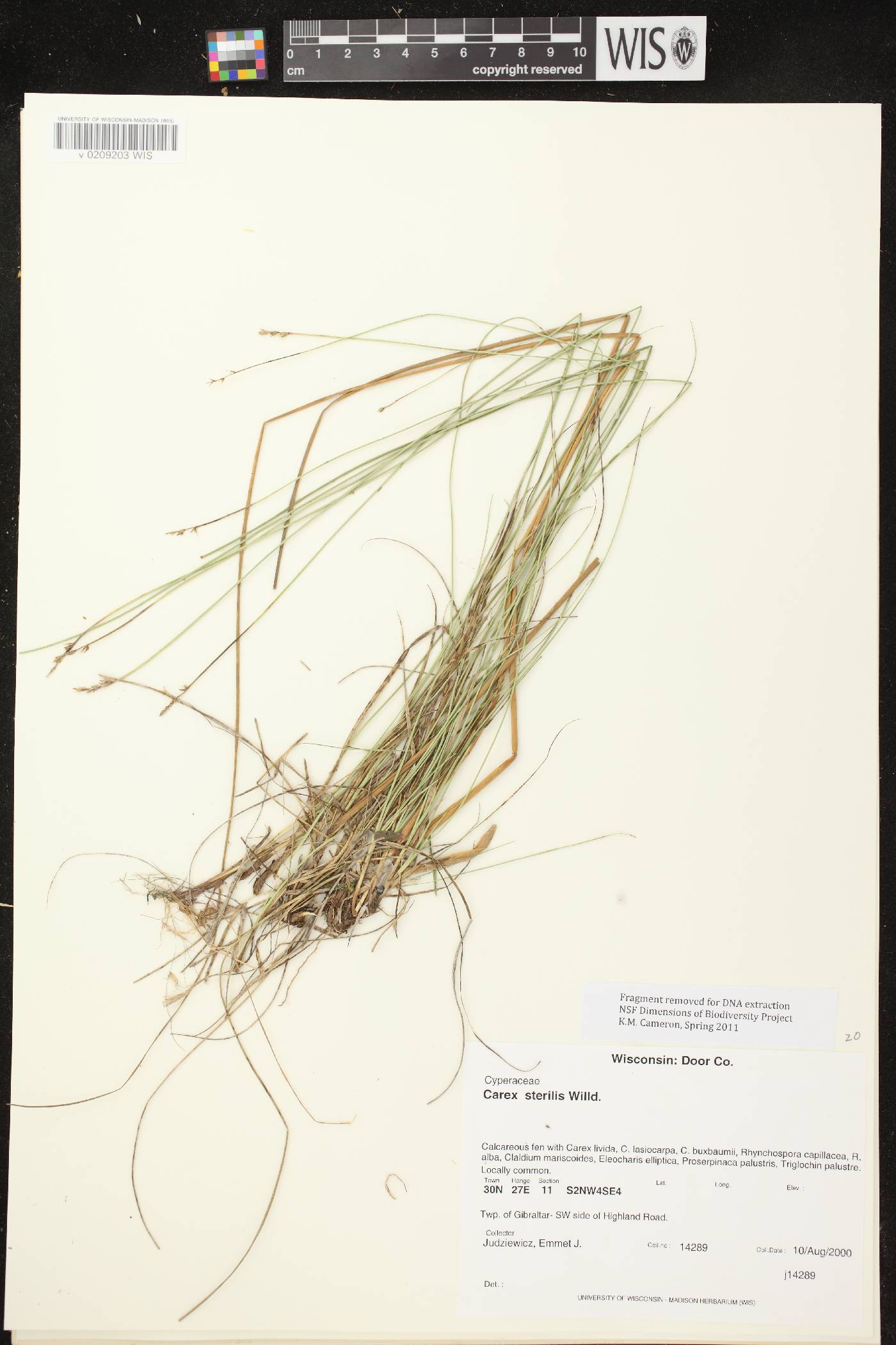 Carex sterilis image