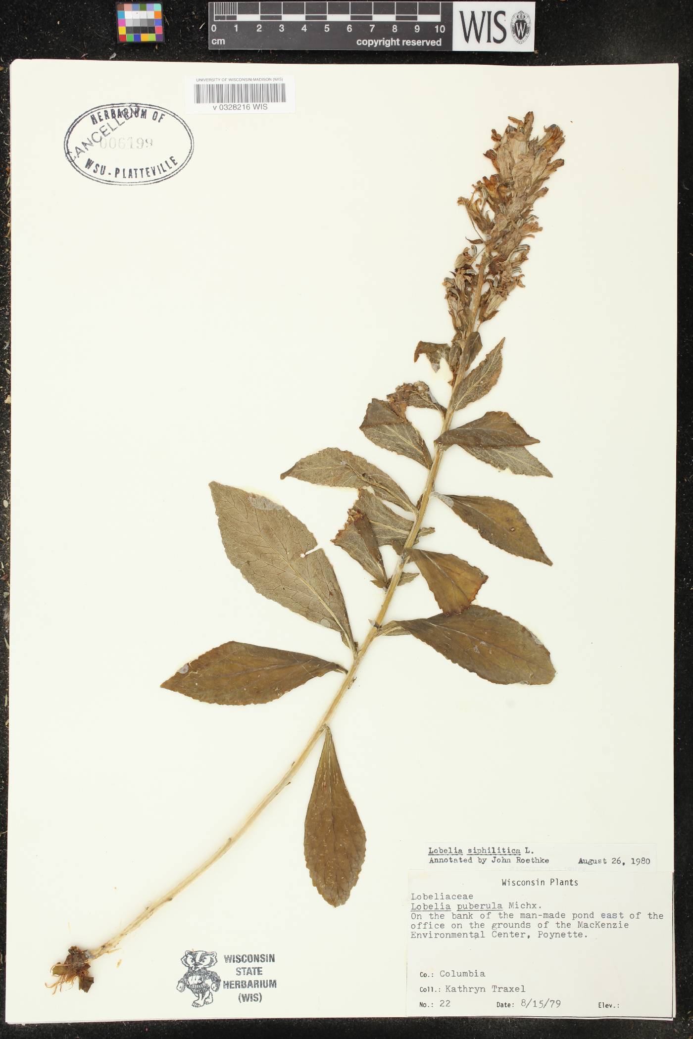 Lobelia siphilitica image