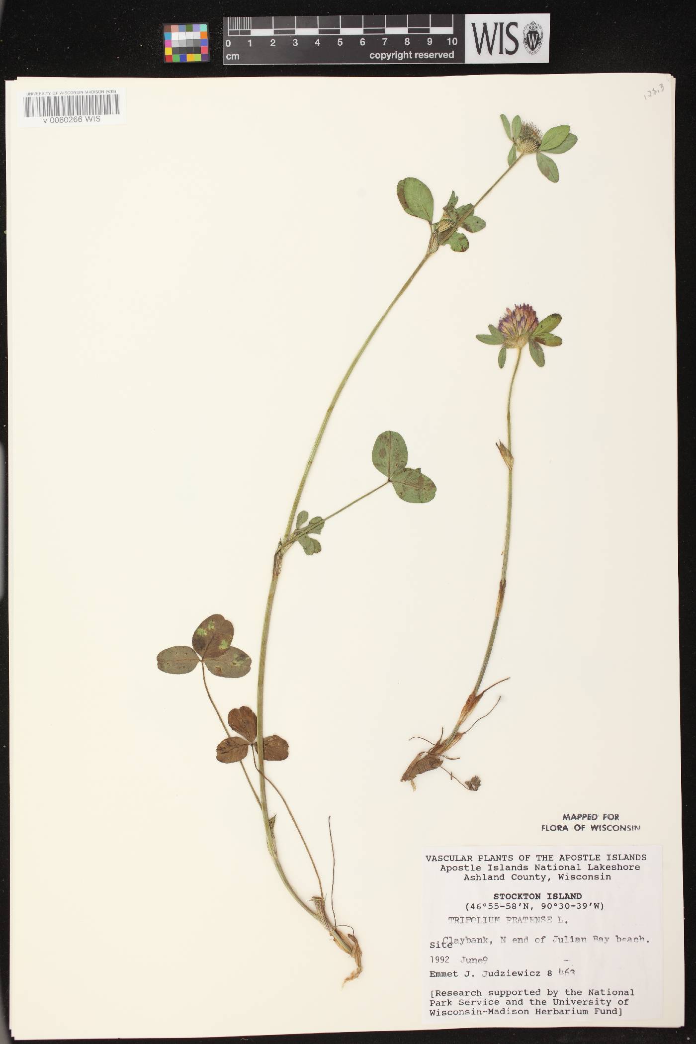 Trifolium pratense image