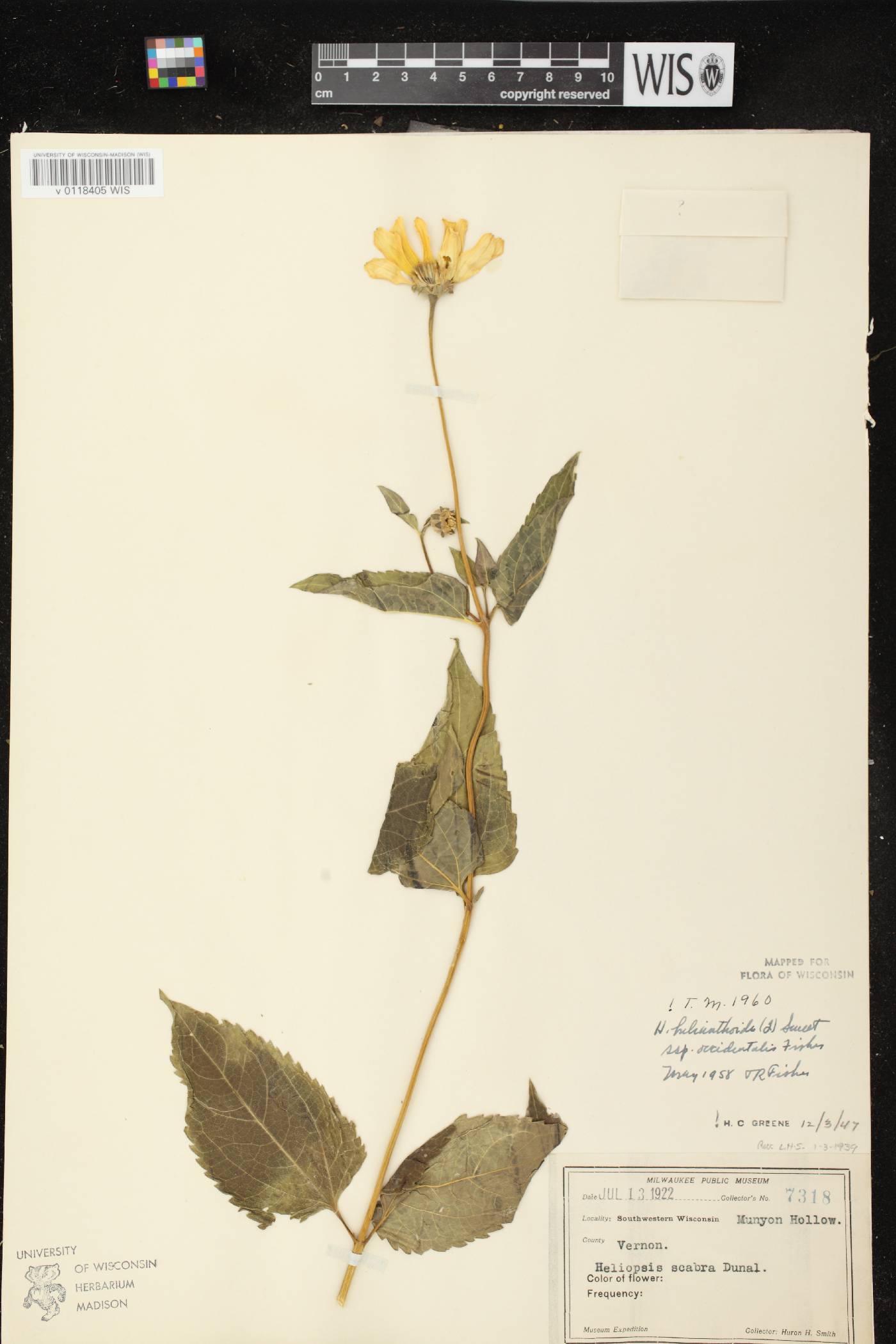 Heliopsis helianthoides image