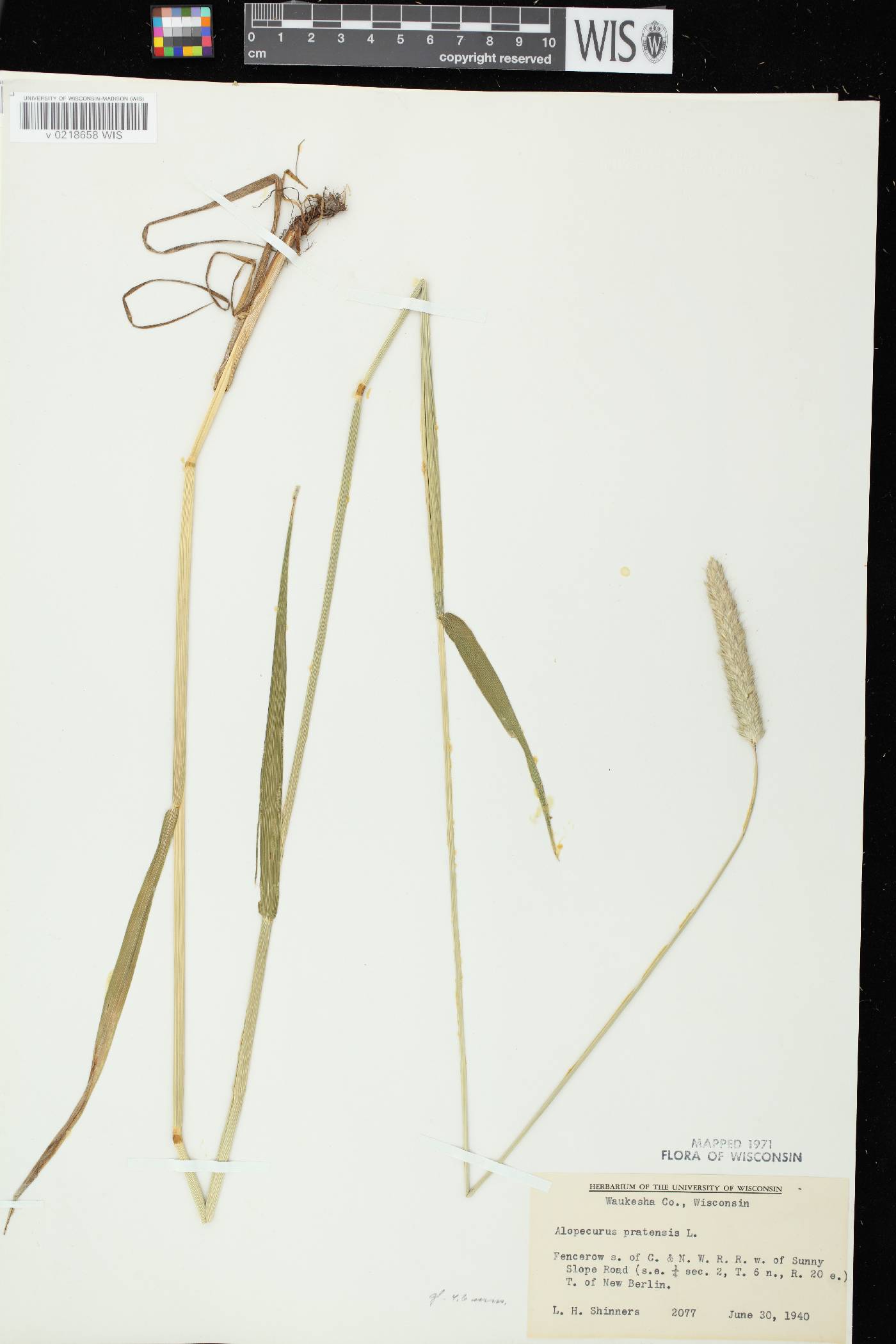Alopecurus pratensis image