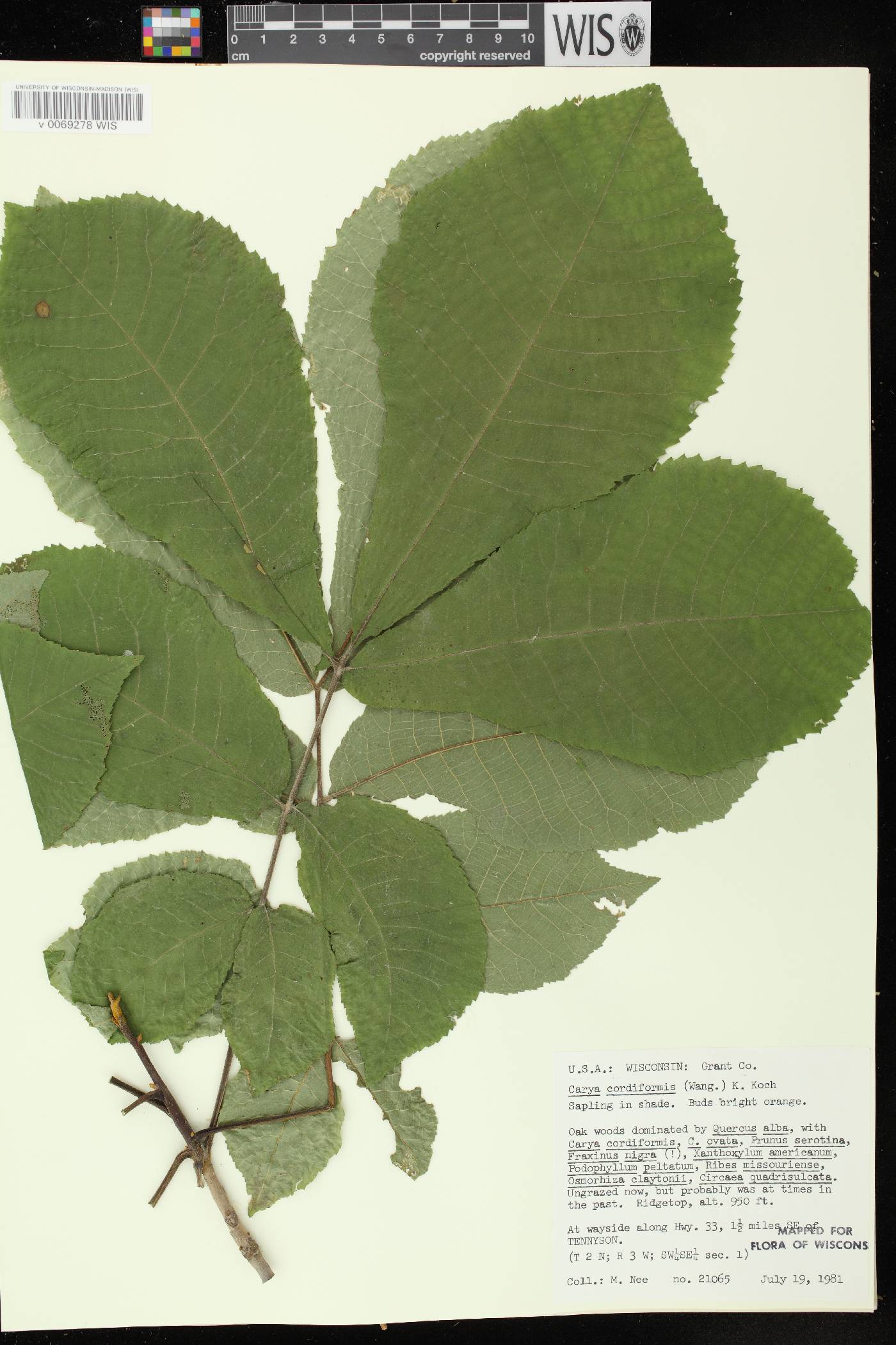 Carya cordiformis image
