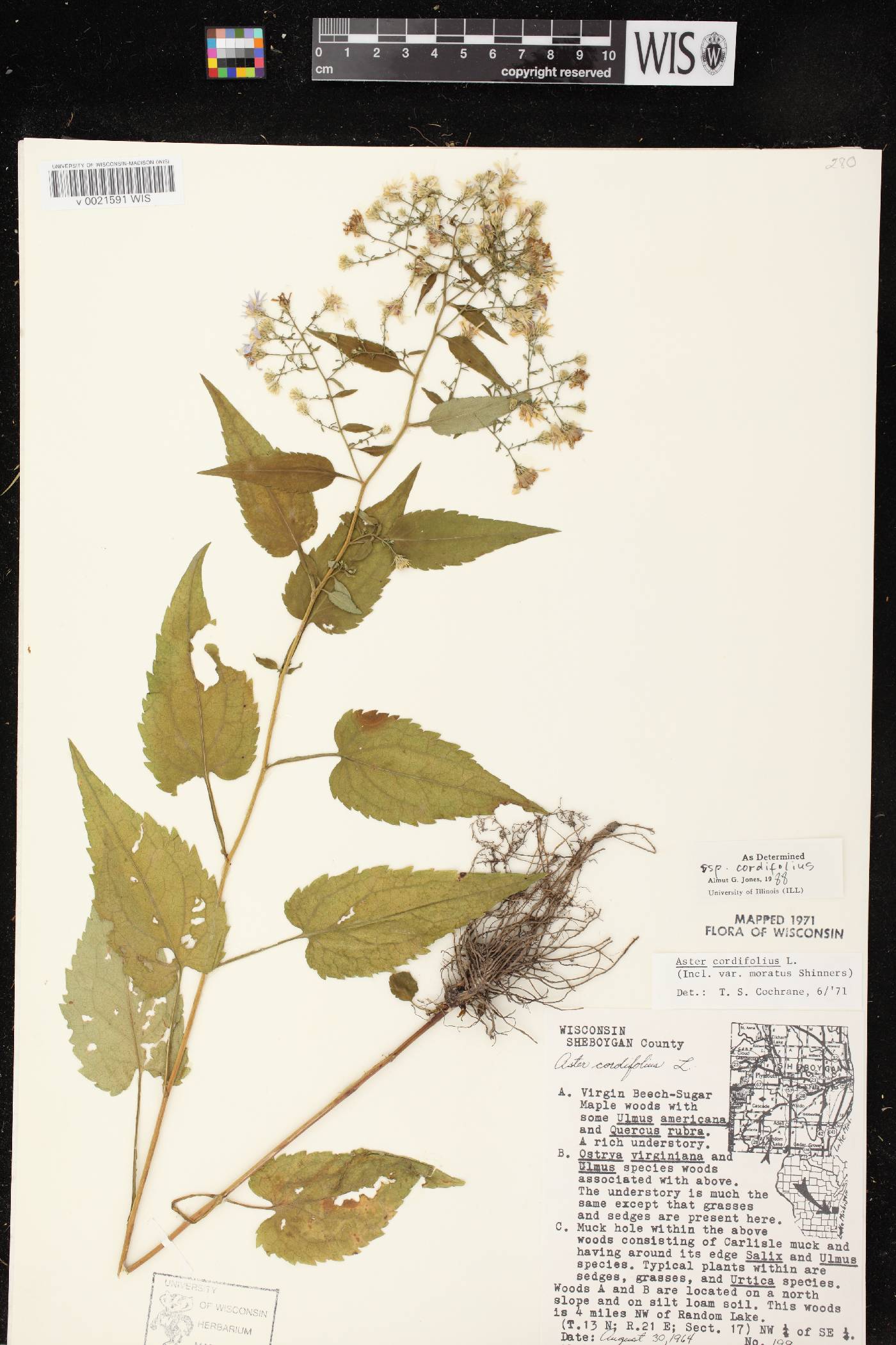 Symphyotrichum cordifolium image